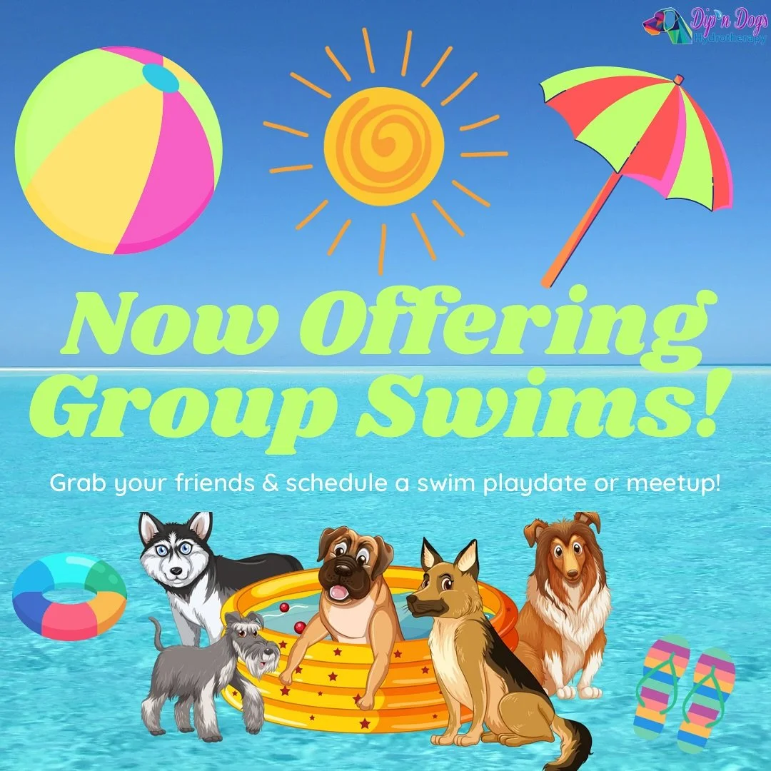 We are now offering Group Swim time at Dip&rsquo;n Dogs!🐕🐕&zwj;🦺🐩💦🛟

&hellip;a new way for your pup to swim, socialize, and stay active!🏄🏻&zwj;♀️

📅Happening twice a month on Fridays
⏱️1-hour group session (time TBD)
🐶Up to 10 dogs per sess