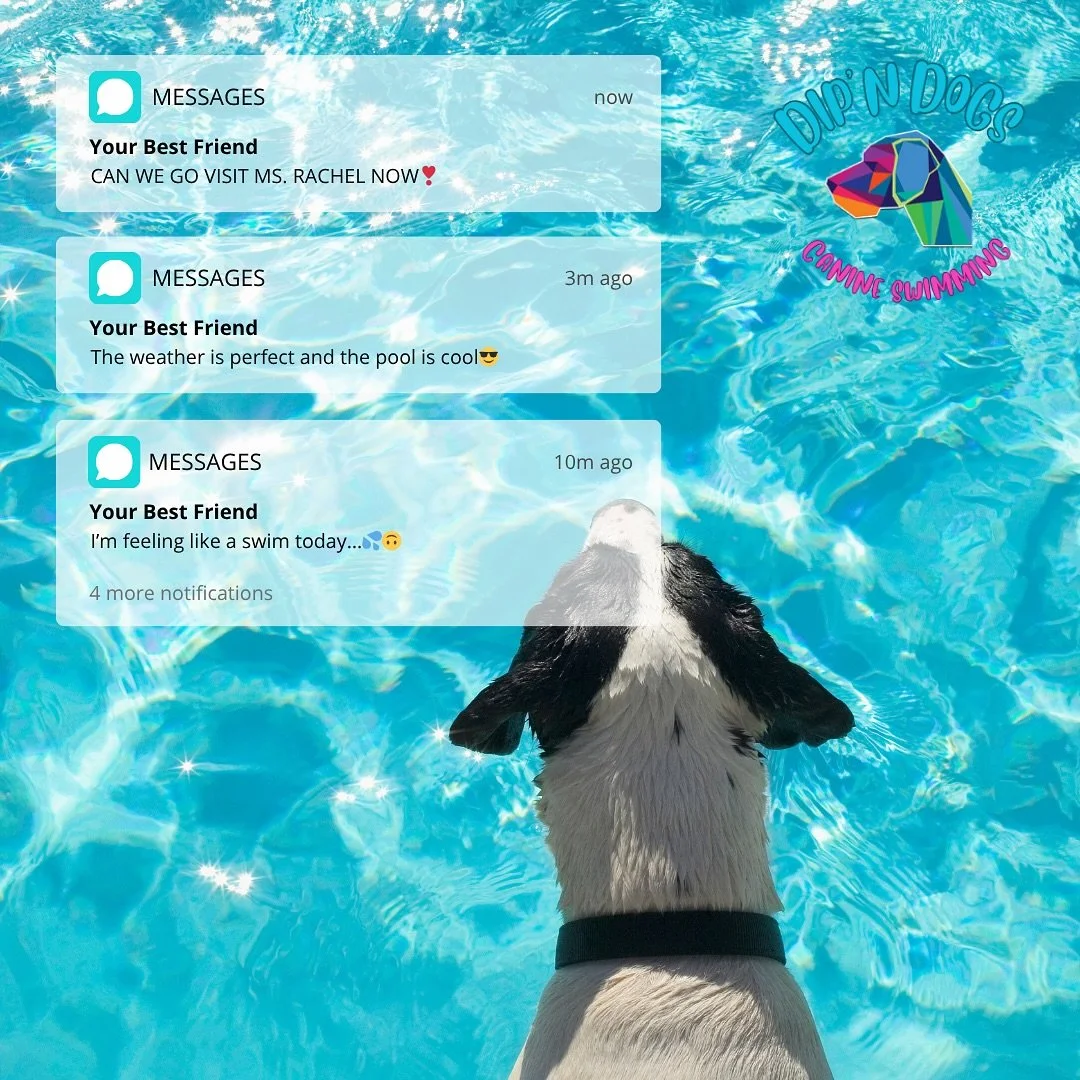 Looking for the best place to get your dog moving, healing, and thriving in the water? Dip&rsquo;n Dogs offers professional canine hydrotherapy, individualized swim lessons, and fun fitness swims-all in a safe, clean, and experienced environment🛟🐶
