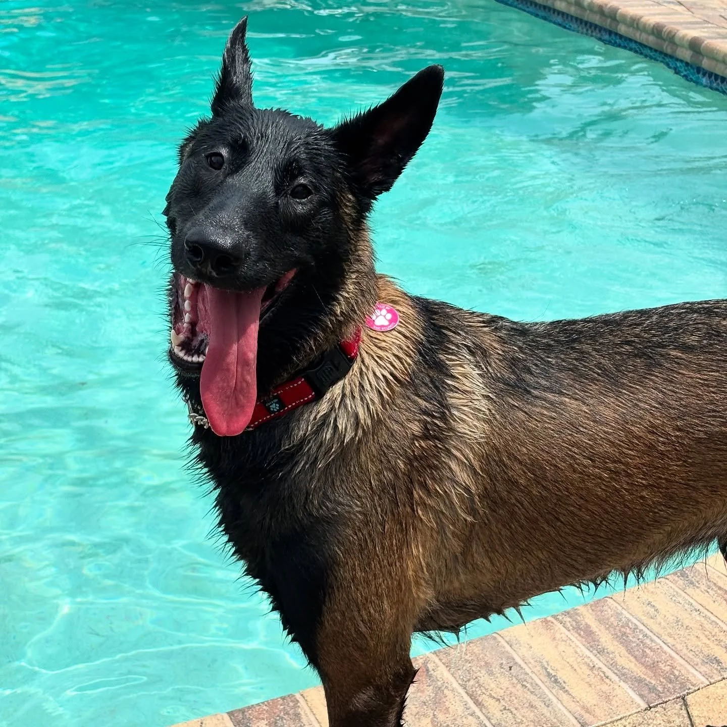Portrait mode &amp; Happy Dogs=😍📸

LINK IN BIO to book📆✅

💻DIPNDOGS.com
📲(407)227-0030

#caninehydrotherapy 
#swimlessonsfordogs
#fitnessswimming
#dipndogs
#swimyourdog