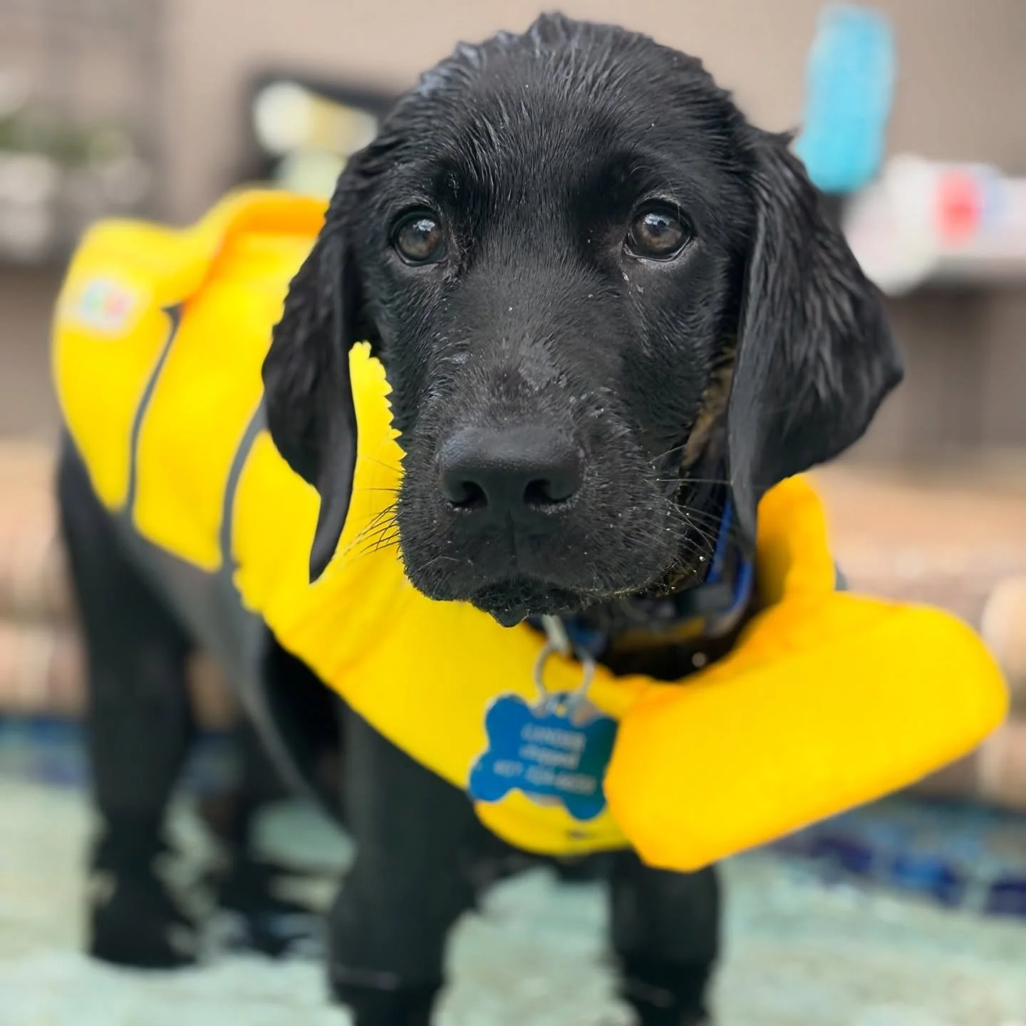 It&rsquo;s #WetDogWednesday 🐶💦

We are happy to welcome a @canineorg puppy again this swim year for weekly swim lessons &amp; fun time!🛝🪀🦴 

💙Canine Companions💛 is a nonprofit that provides highly trained service dogs at no cost to people with