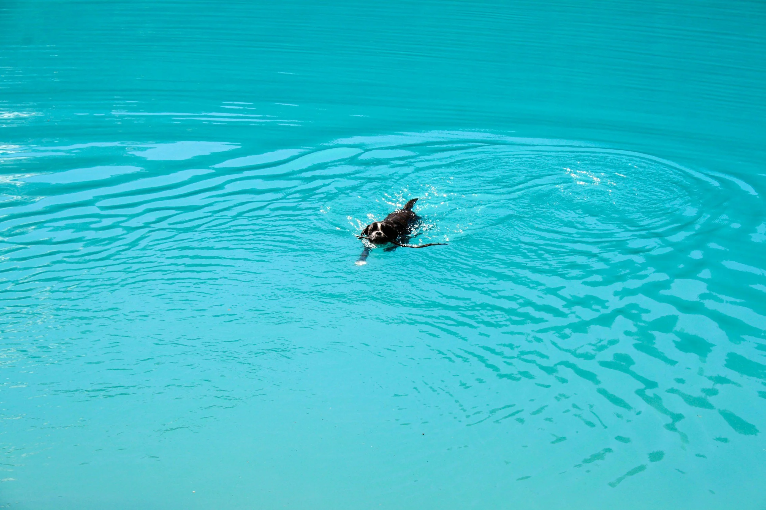 Spring Water Safety Tips for Dogs: Preparing Your Dog for Warmer Weather