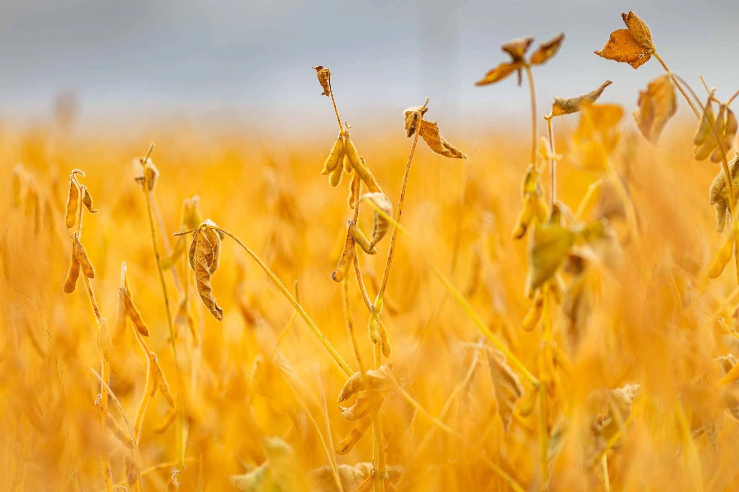 34-Nov 26 2025 12_49pm-Lox9.jpg