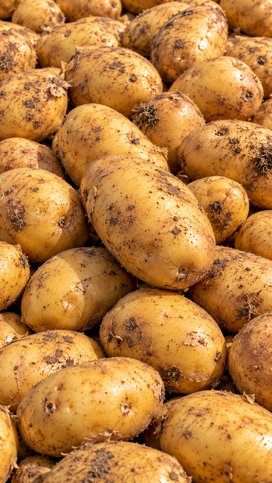Organic Yellow potatoes grown in Washington’s Columbia Basin
