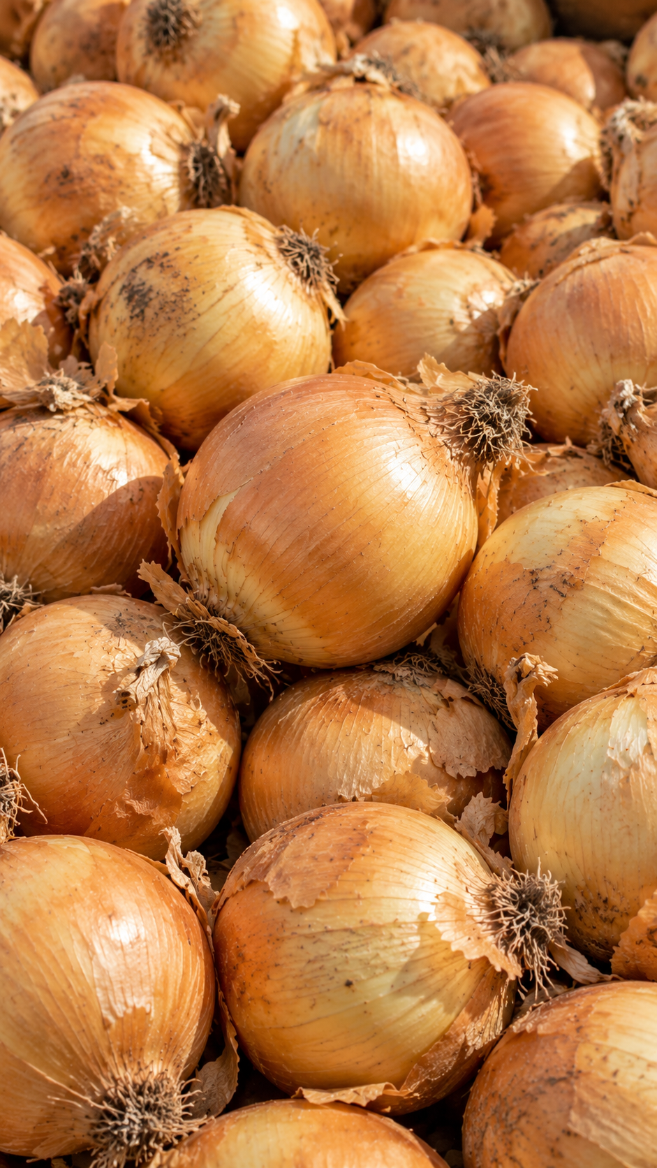Organic Yellow onions grown in Washington’s Columbia Basin