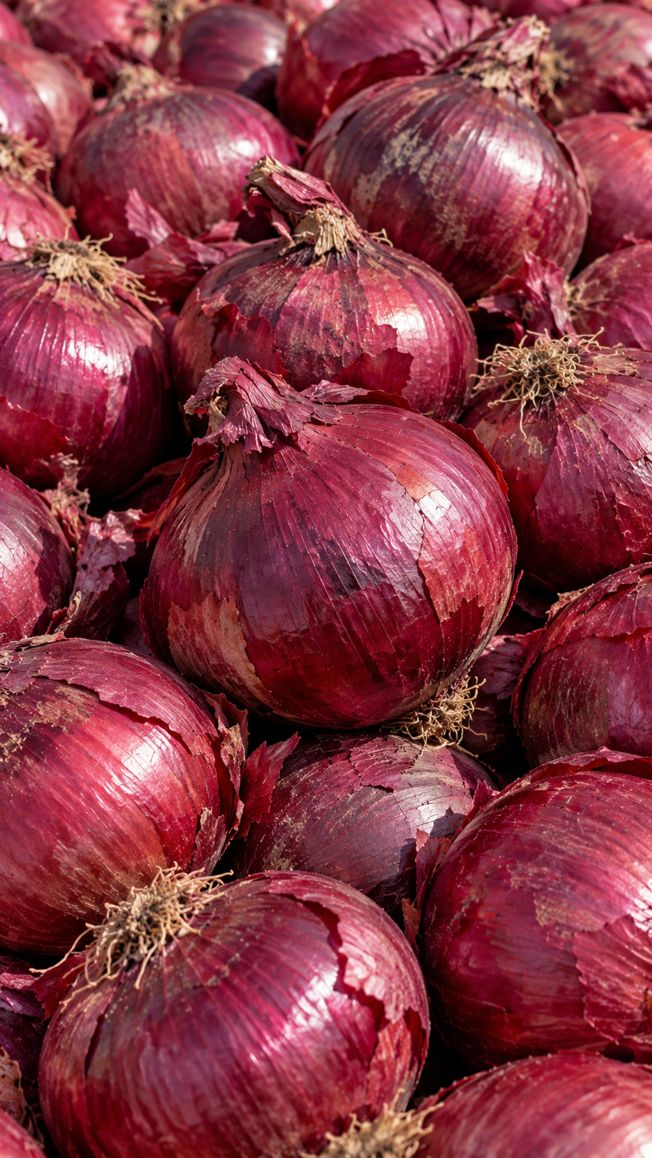 Organic Red onions grown in Washington’s Columbia Basin