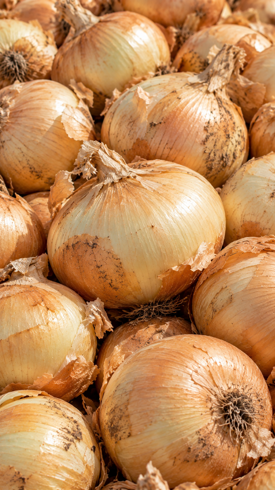 Organic Sweet onions grown in Washington’s Columbia Basin