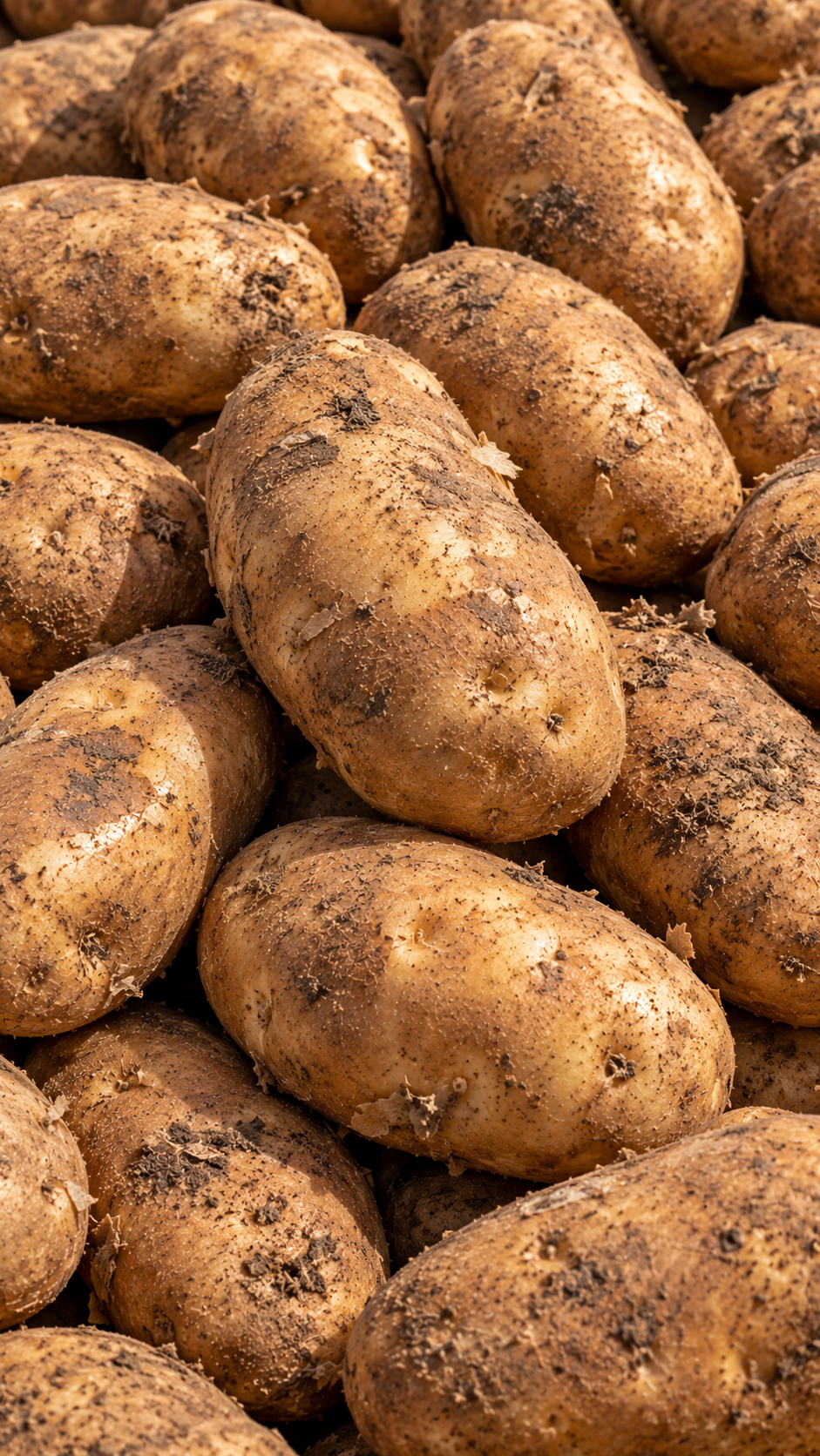Organic Russet potatoes grown in Washington’s Columbia Basin by Boulder Canyon Organics