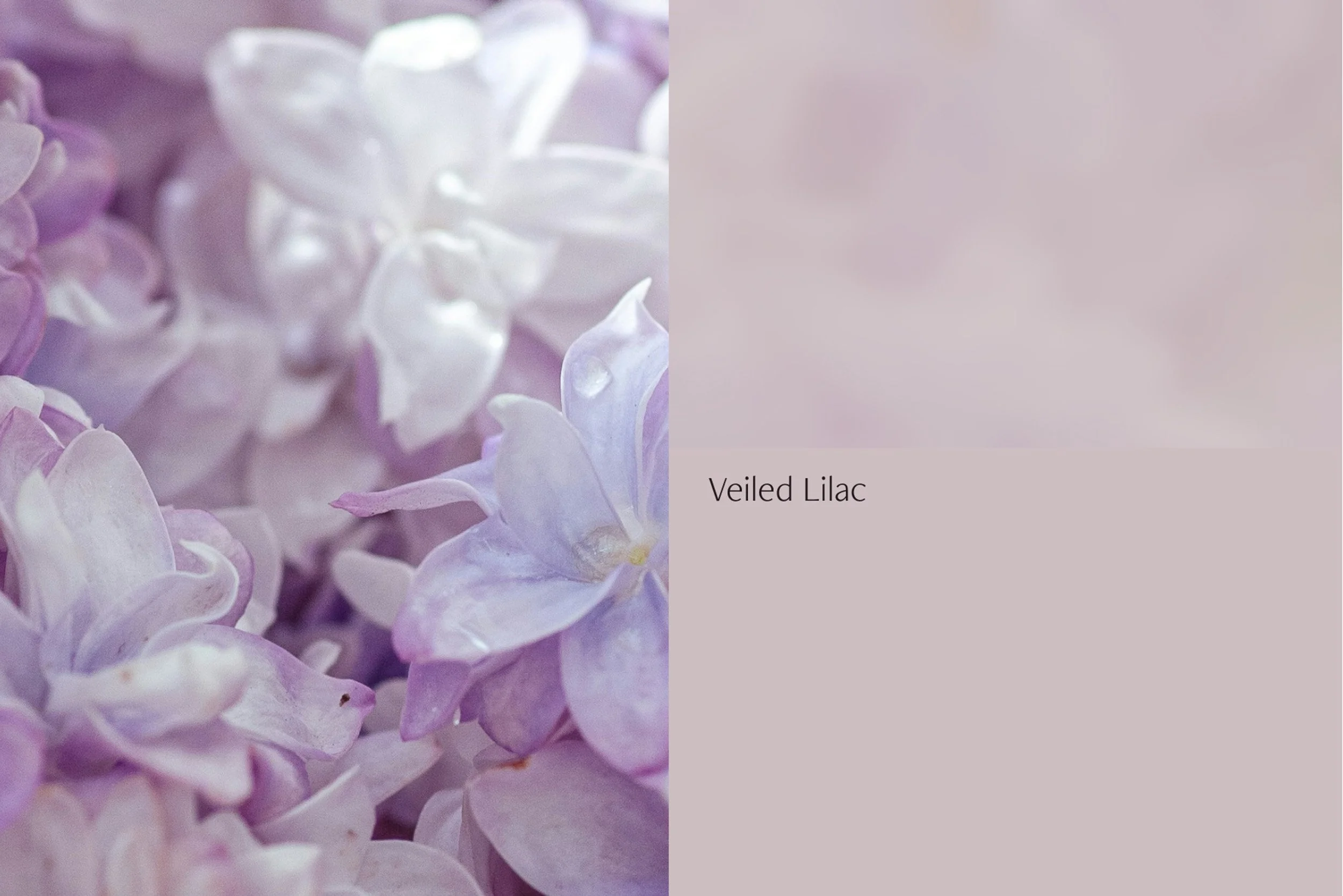 Reverie Residential color palette inspired by night-sky hues, including Nightshade, Imperial Plum, and Golden Suede.