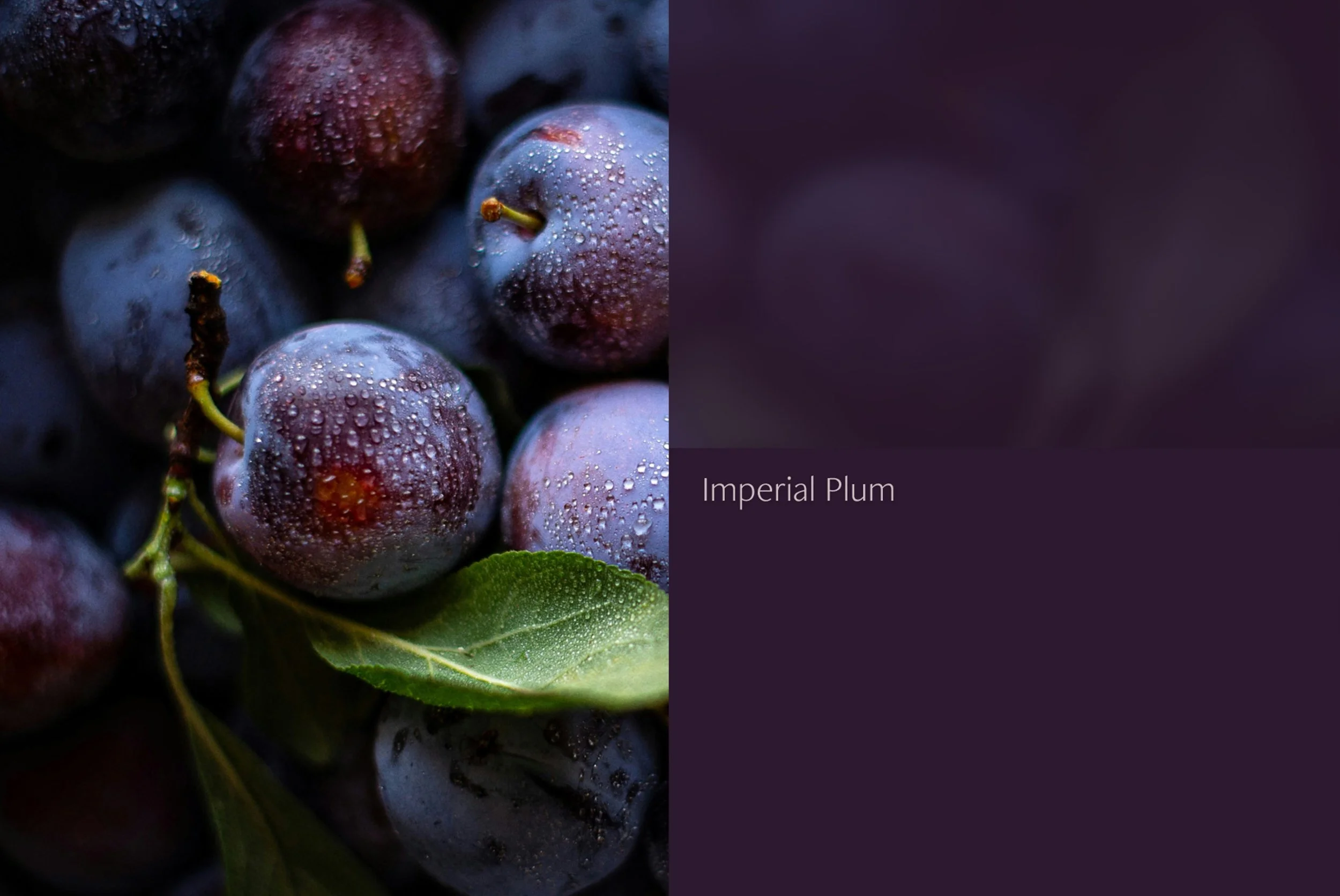 Reverie Residential color palette inspired by night-sky hues, including Nightshade, Imperial Plum, and Golden Suede.