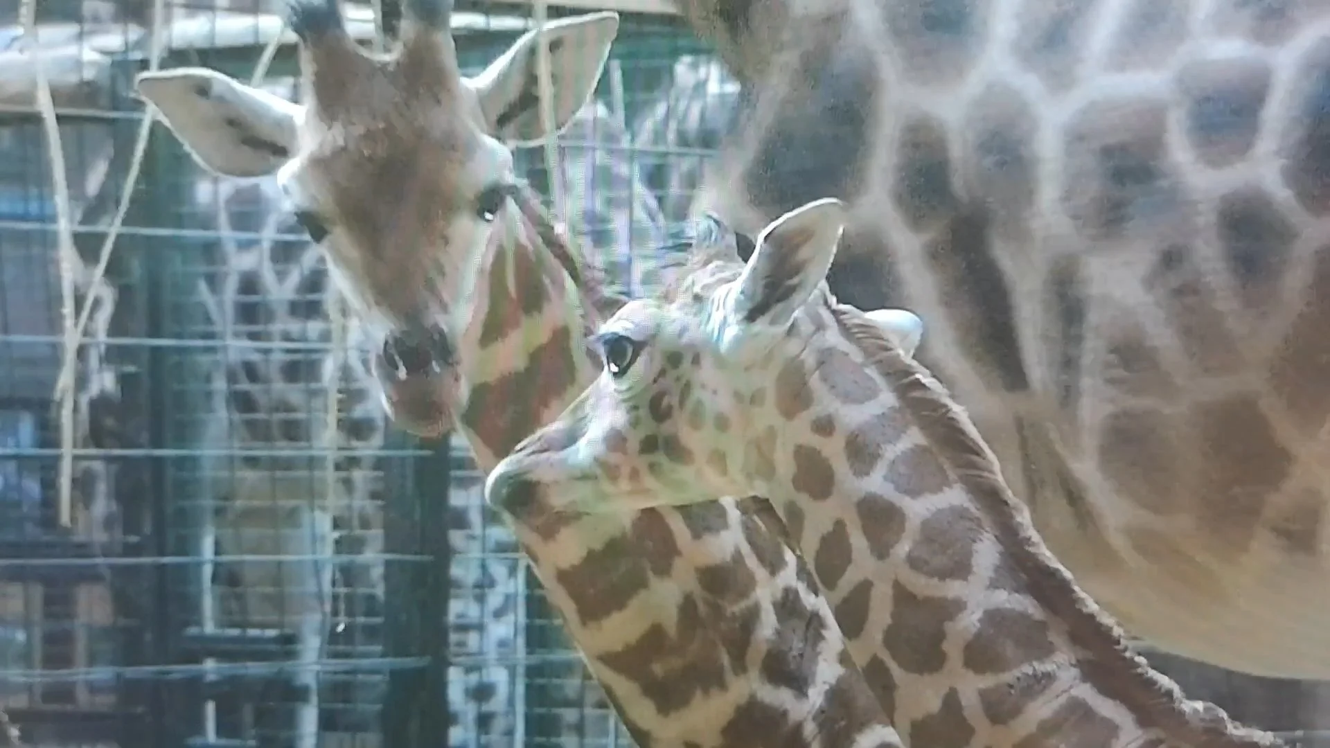 Oranssi project: roof expansion