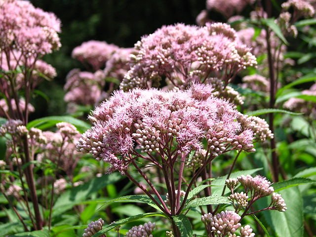 640px-Eutrochium_maculatum_02.jpeg