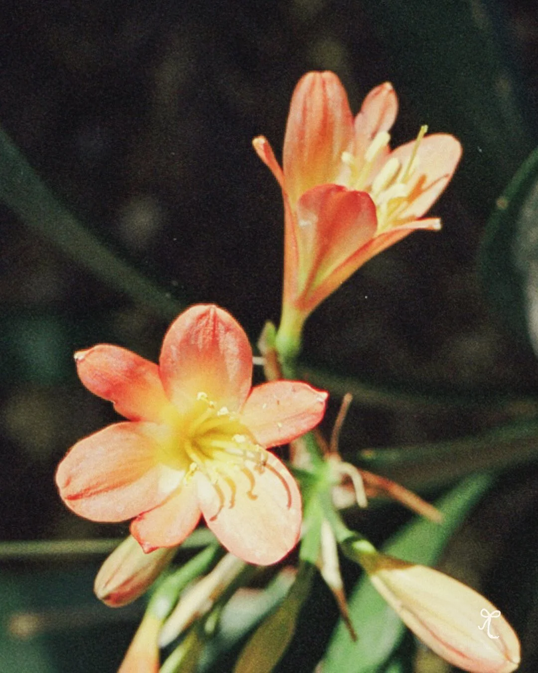 flower detail for bellisgirl x Miguel collaboration.JPG