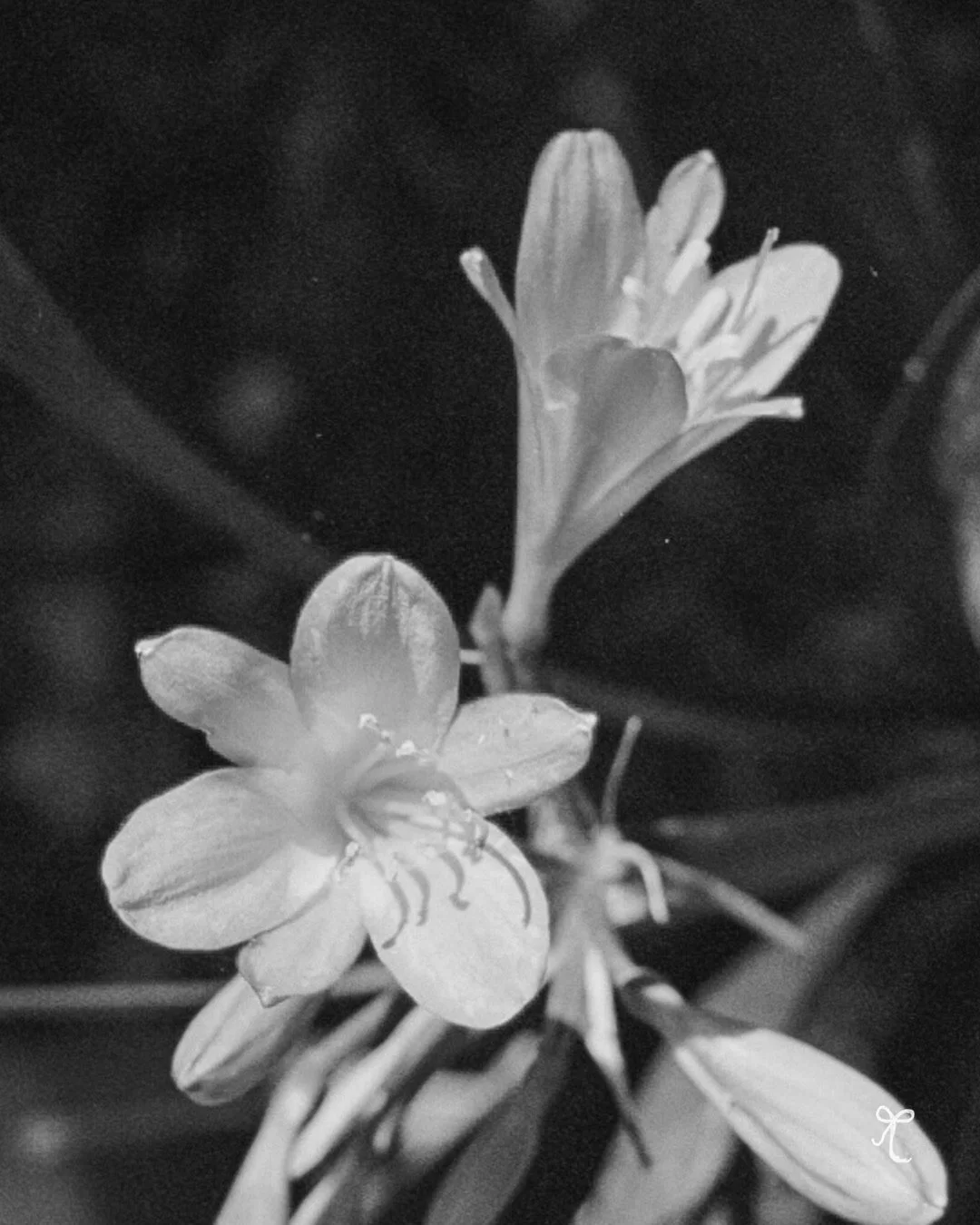 Nature detail for second drop by bellisgirl x miguel.JPG