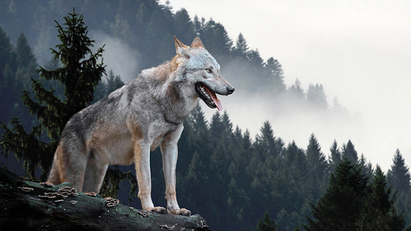 Northern wolf