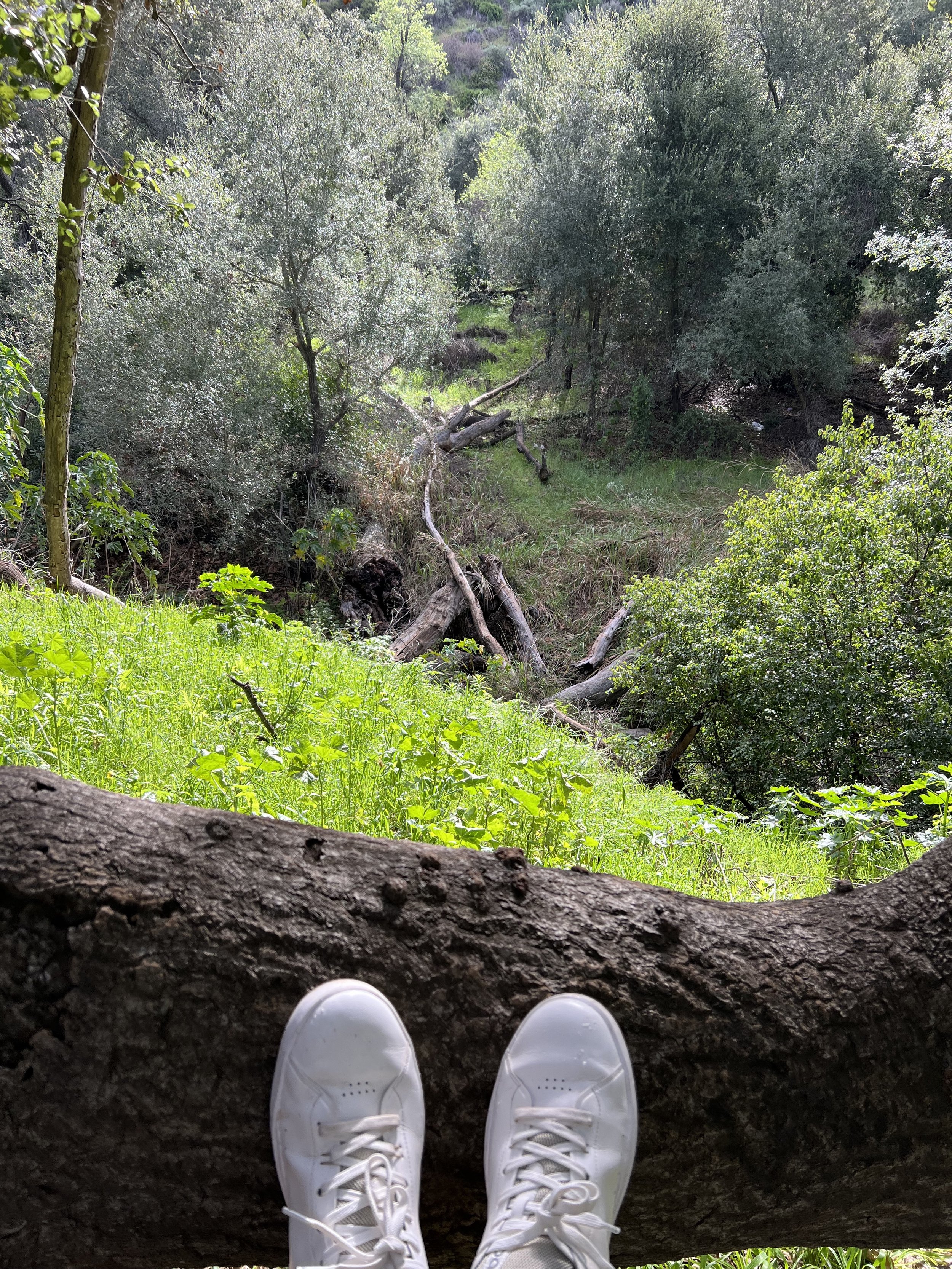 Person wearing white sneakers sitting on a fallen tree in a forest with dense greenery and trees in the background.