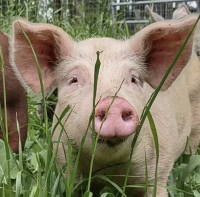 Screenshot 2026-02-05 at 7.46.11 PM.png