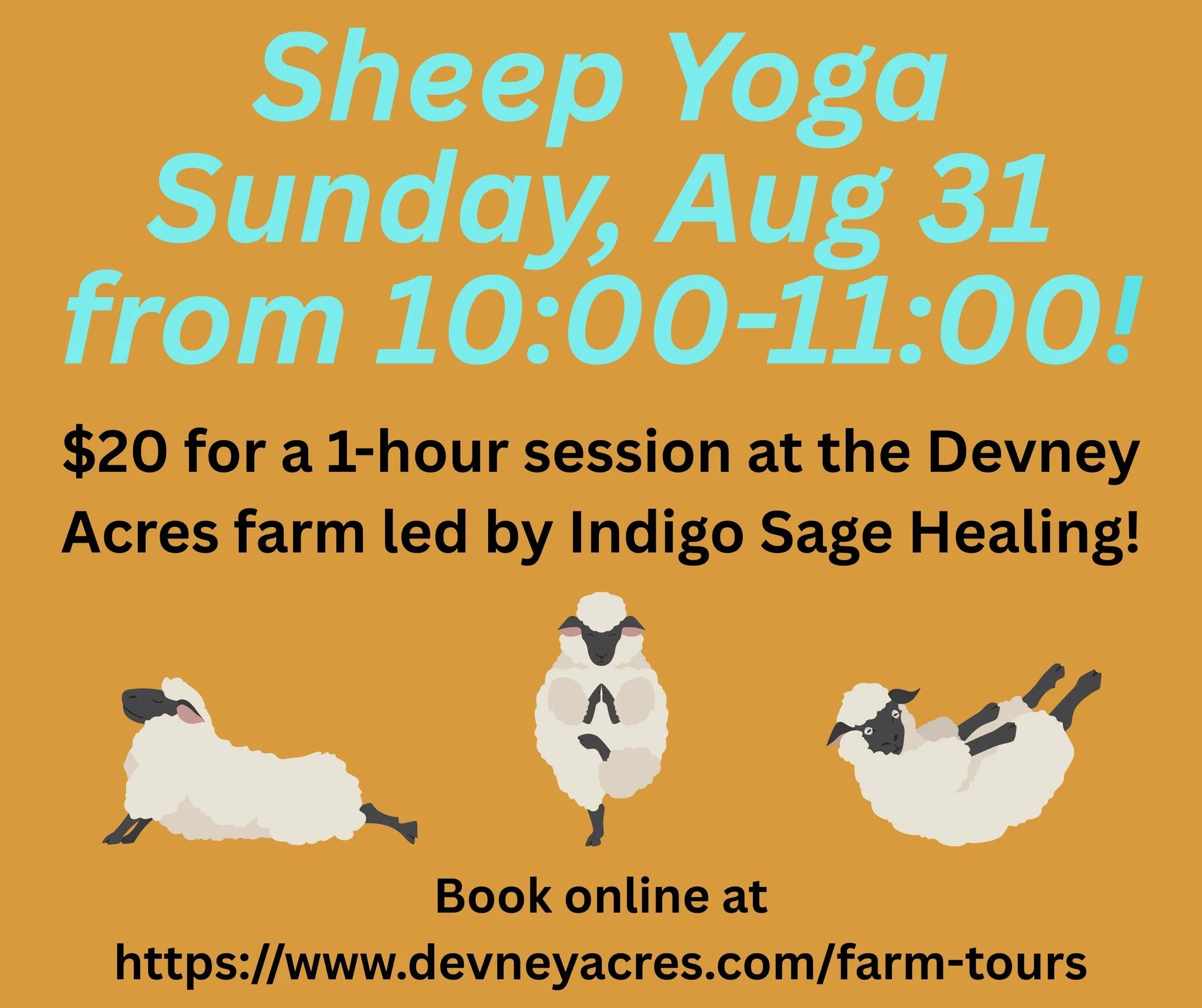 Sheep Yoga at Devney Acres