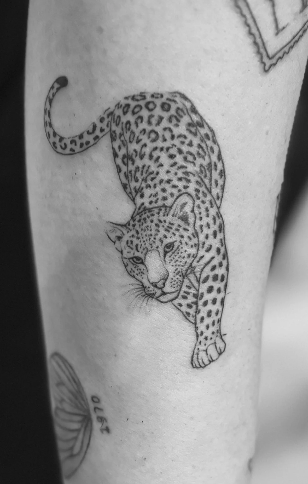Gepard.jpg