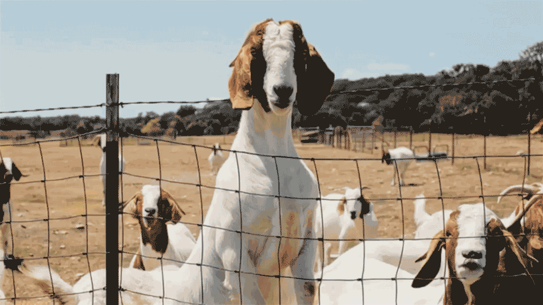 Goat-HONCHO-text_Medium.gif