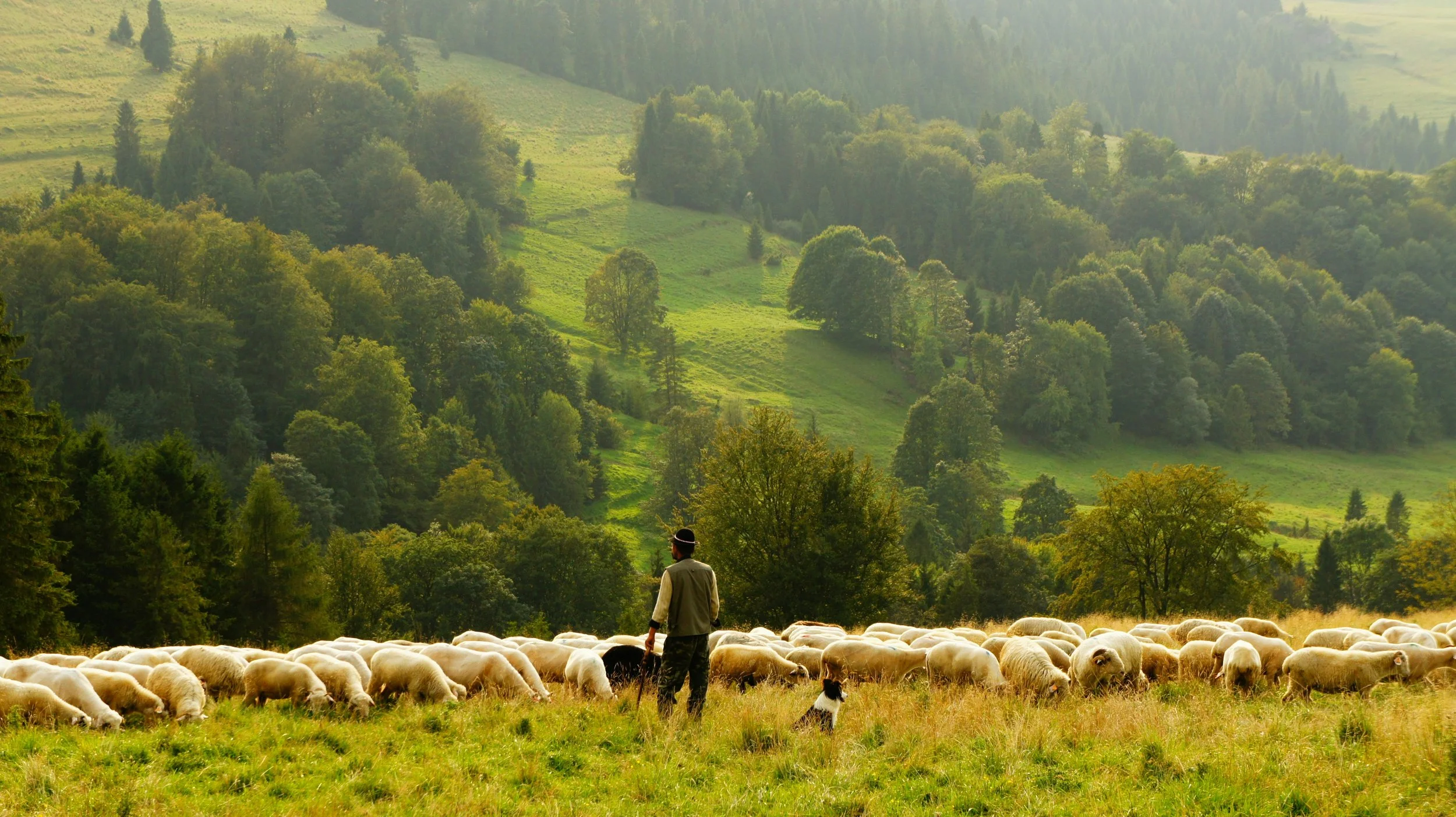 A shepherd with a flock of sheep in a Transylvanian meadow