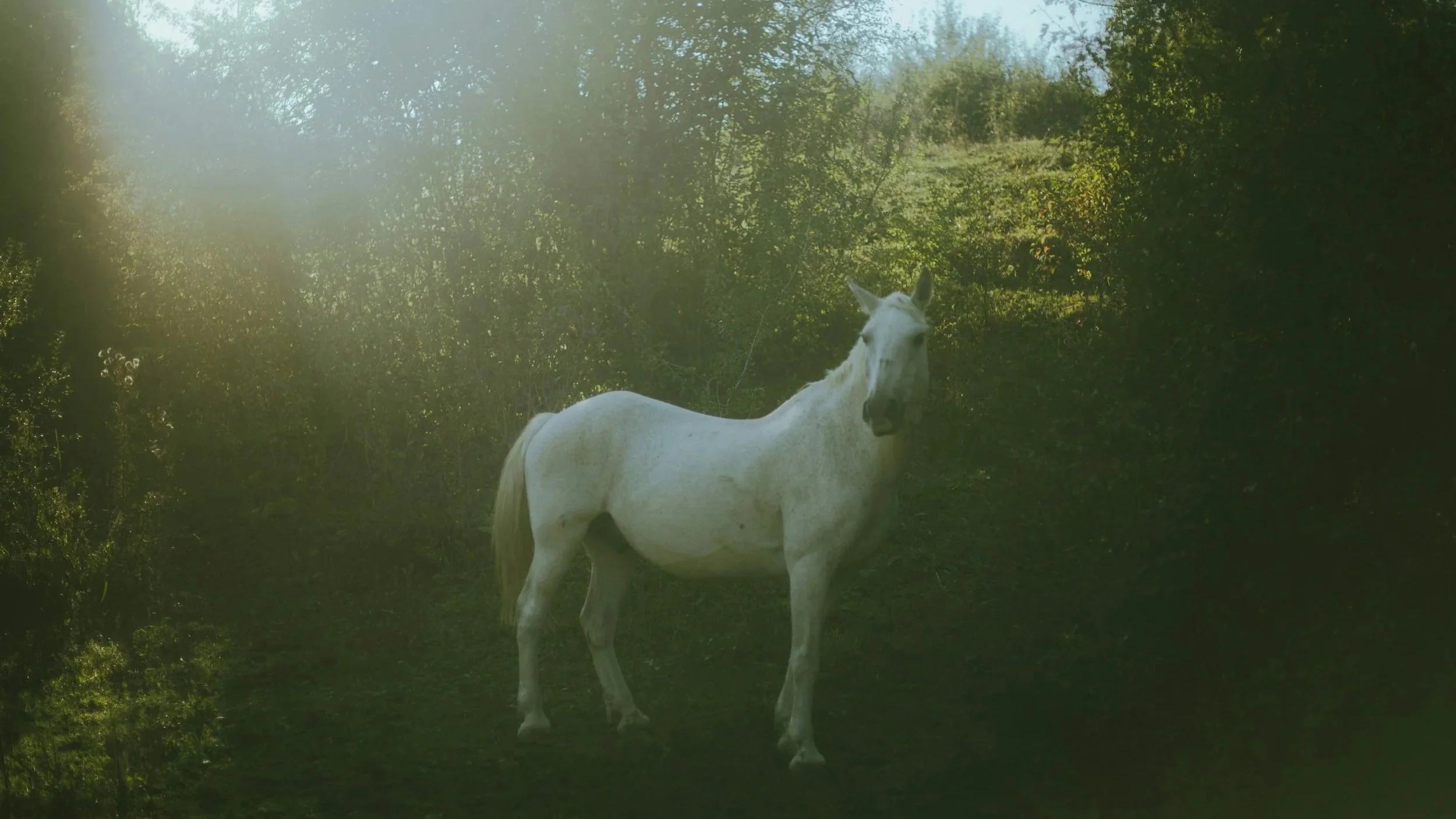 White horse in the green meadow in Transylvania Romania