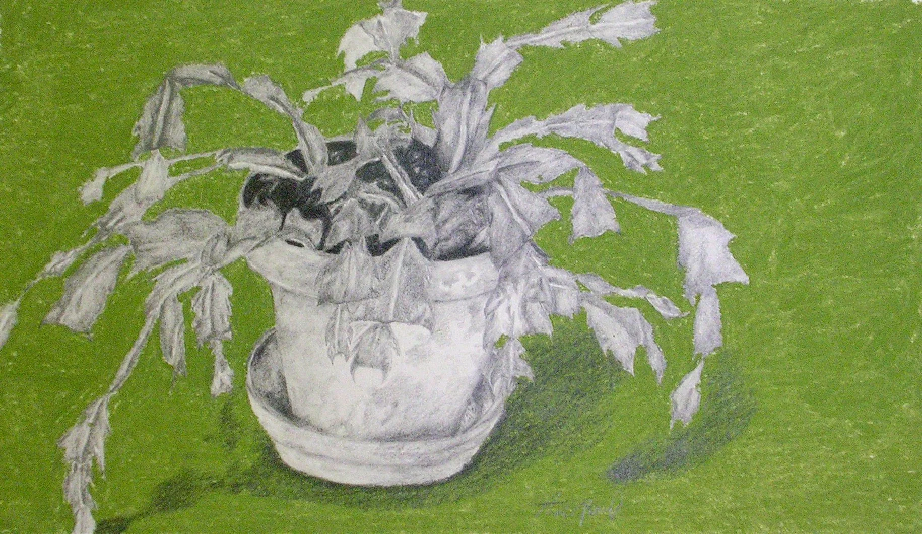AndreCactus.jpg