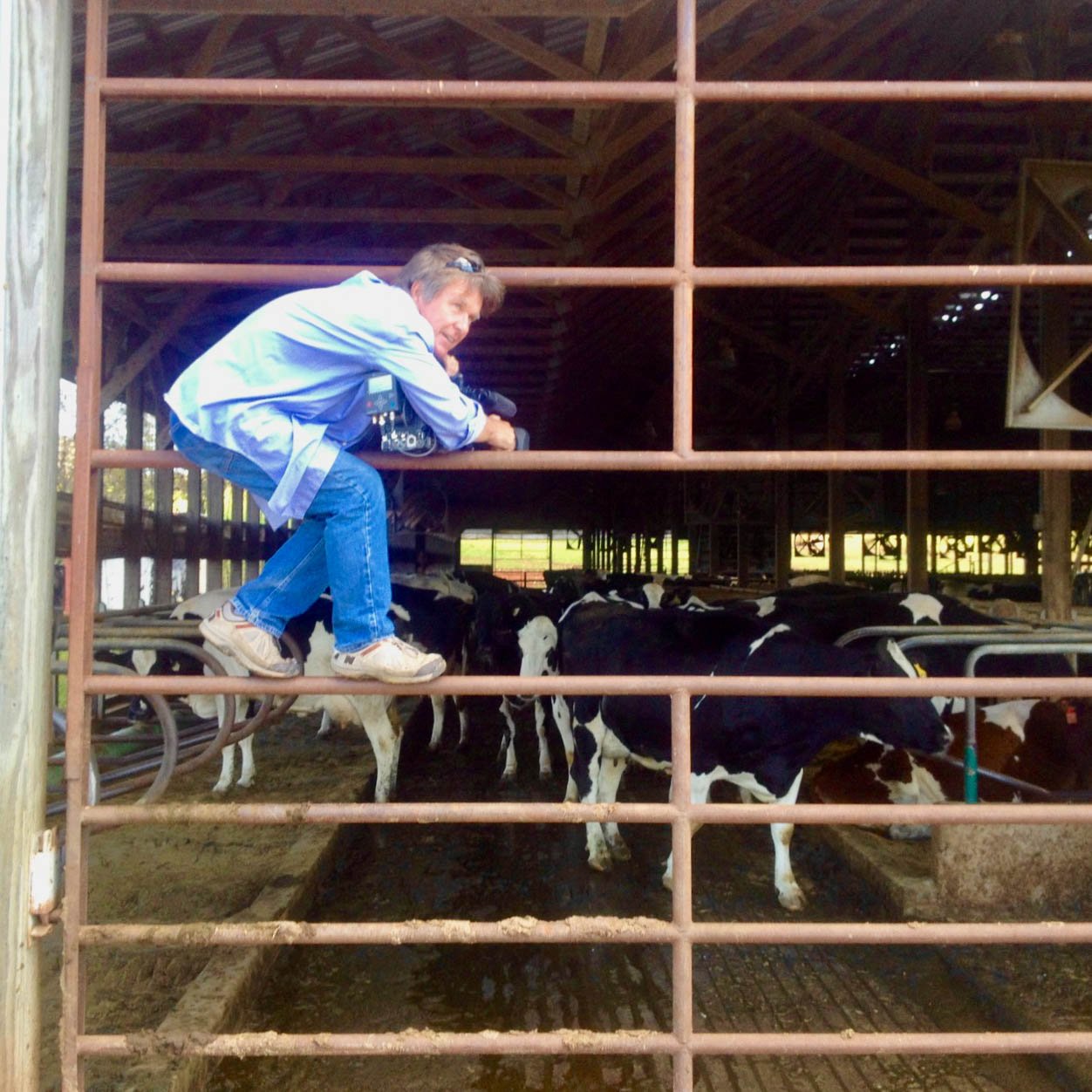A man climbing a metal fence in a barn, taking photographs of black and white cows inside.