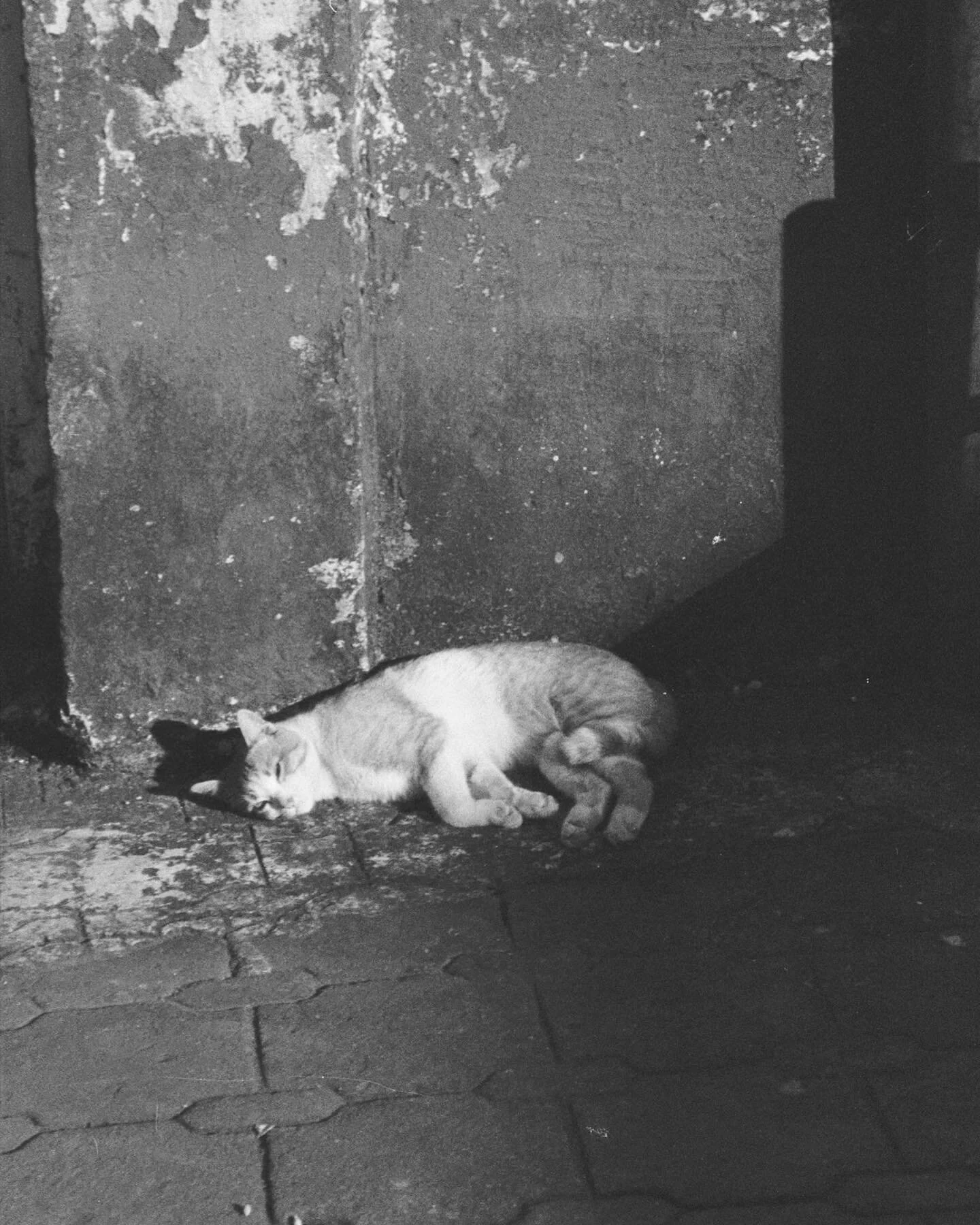 Dev / Scan: @fotohercules 
Recarga HP5 por: @gus.ponton 
C&aacute;mara: Olympus AF-10 Twin 
.
.
.
.
.
.
.
.
#35mm #staybrokeshootfilm #disparaencarrete #ishootfilm #analoguevibes #filmfeatures #blackandwhite #hp5 #istillshootfilm #fotohercules #catso