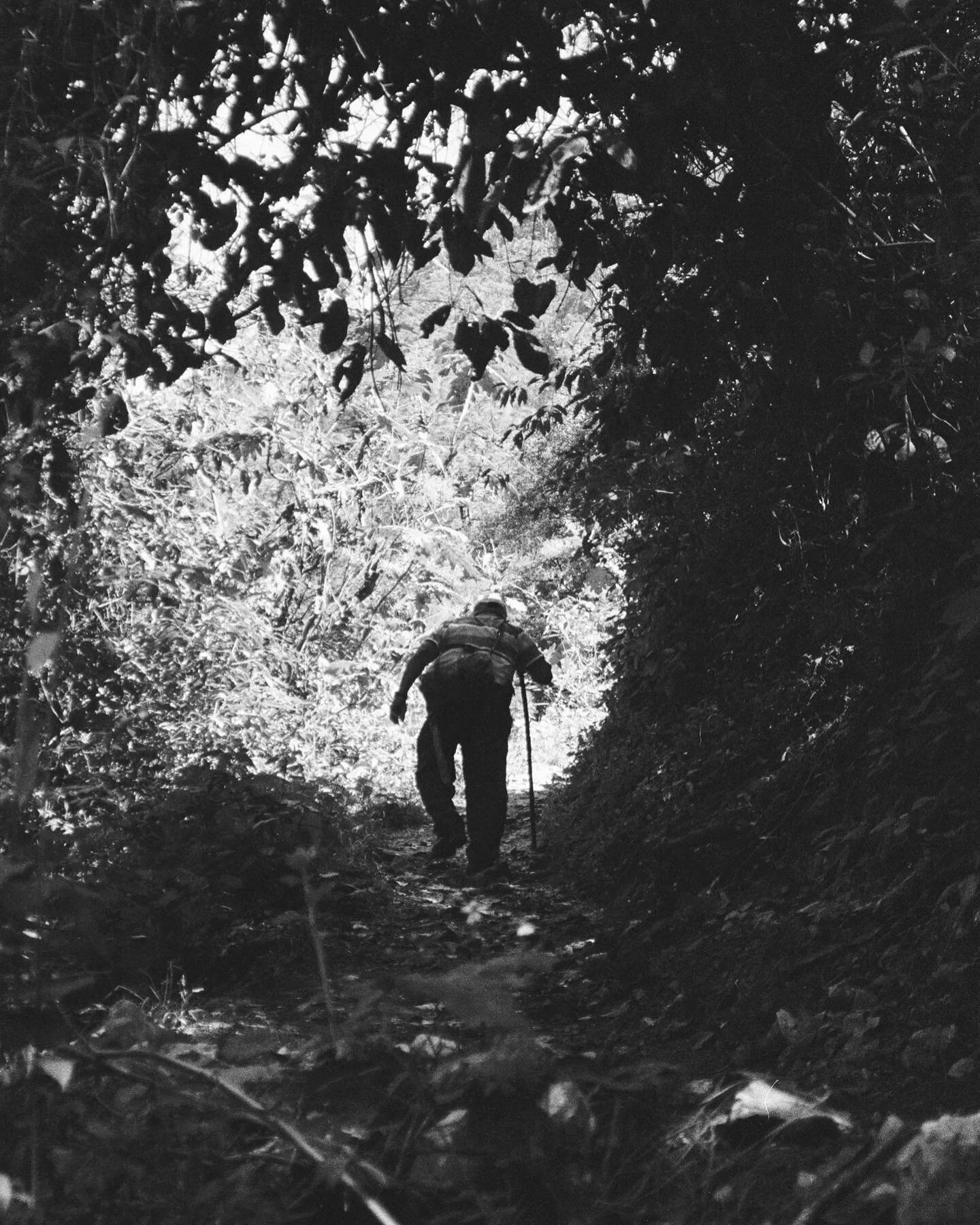 Ilford HP5 400 + Olympus AF-10 Twin
Rev / Scan: @fotohercules 
.
.
.
.
.
.
.
.
.
.
.
#35mm #filmfeed #analoguevibes #staybrokeshootfilm #disparaencarrete #mexicofilmscene #hp5 #olympus #olympusaf10 #ishootfilm #aforest #blackandwhite