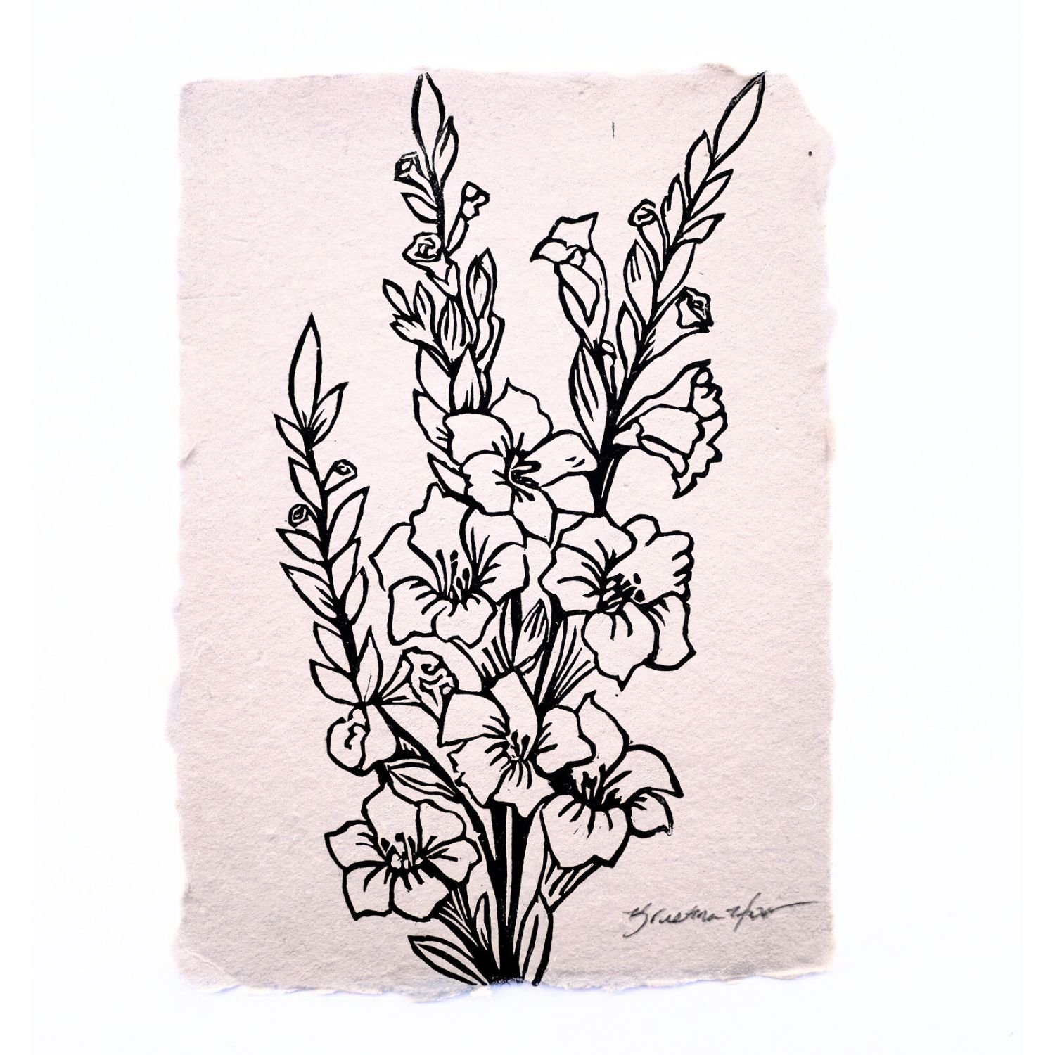 Gladiolus (Aug.)