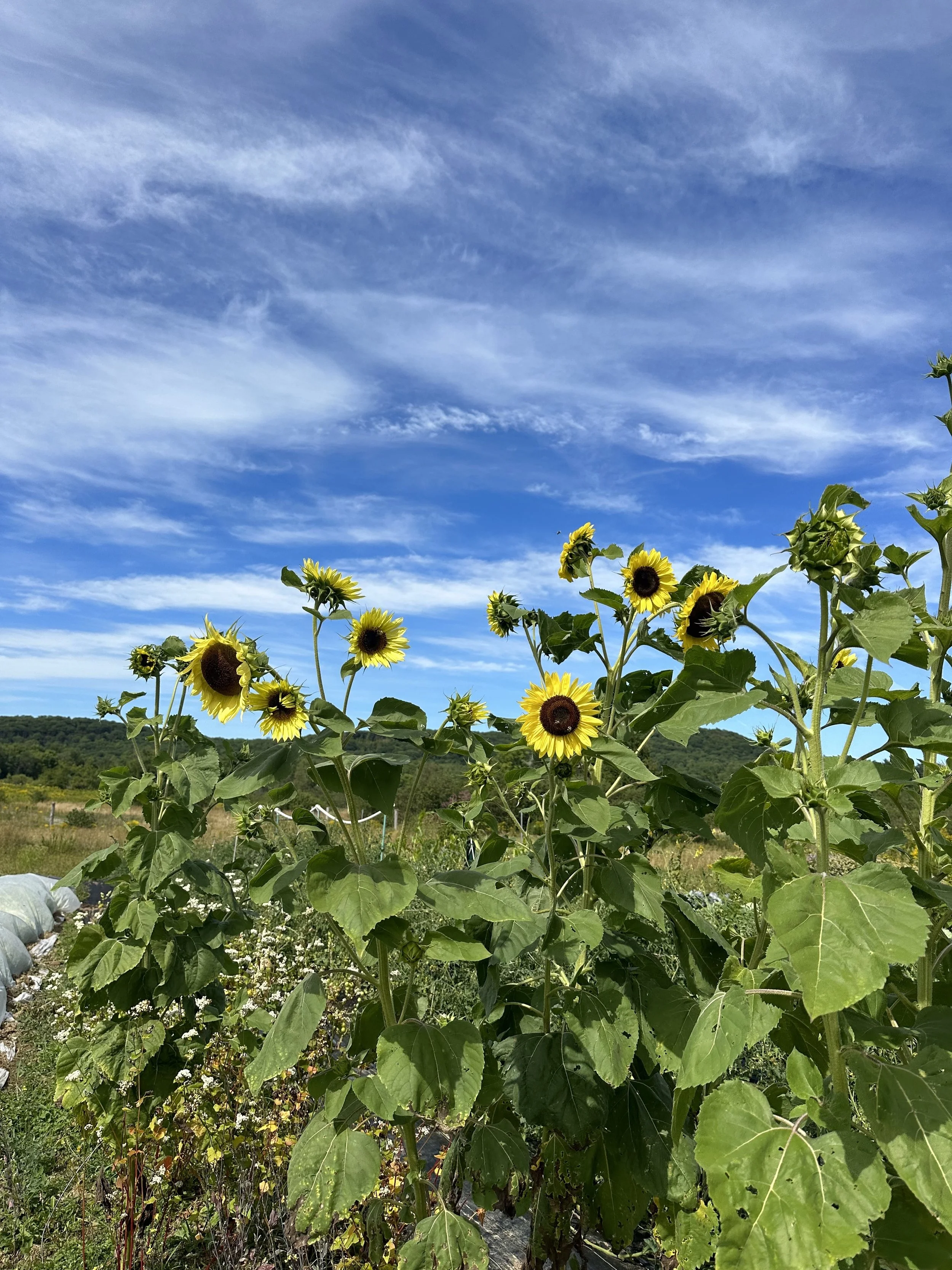 Right: Buckwheat and sunflowers growing at Yonsei Fields.