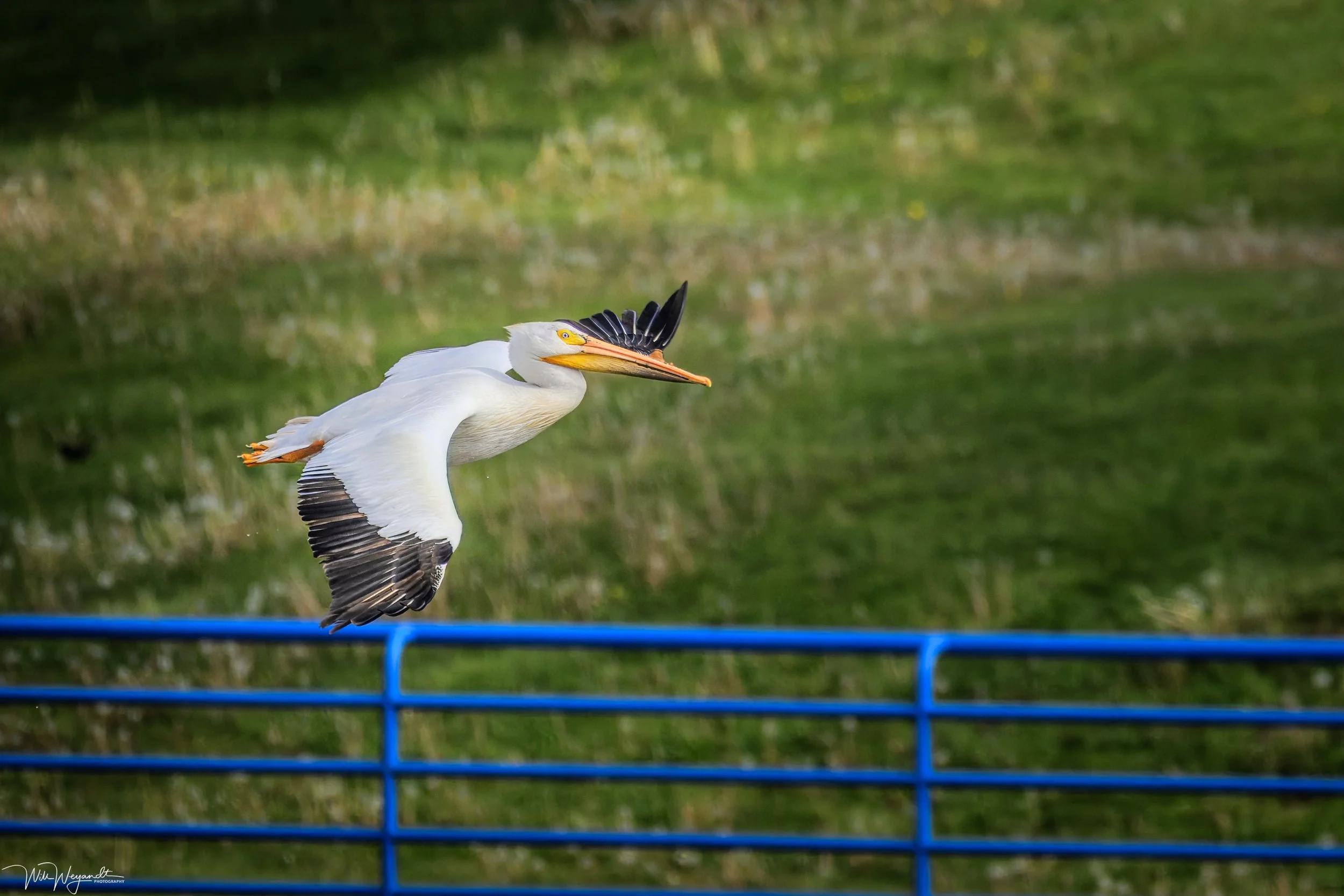 American White Pelican