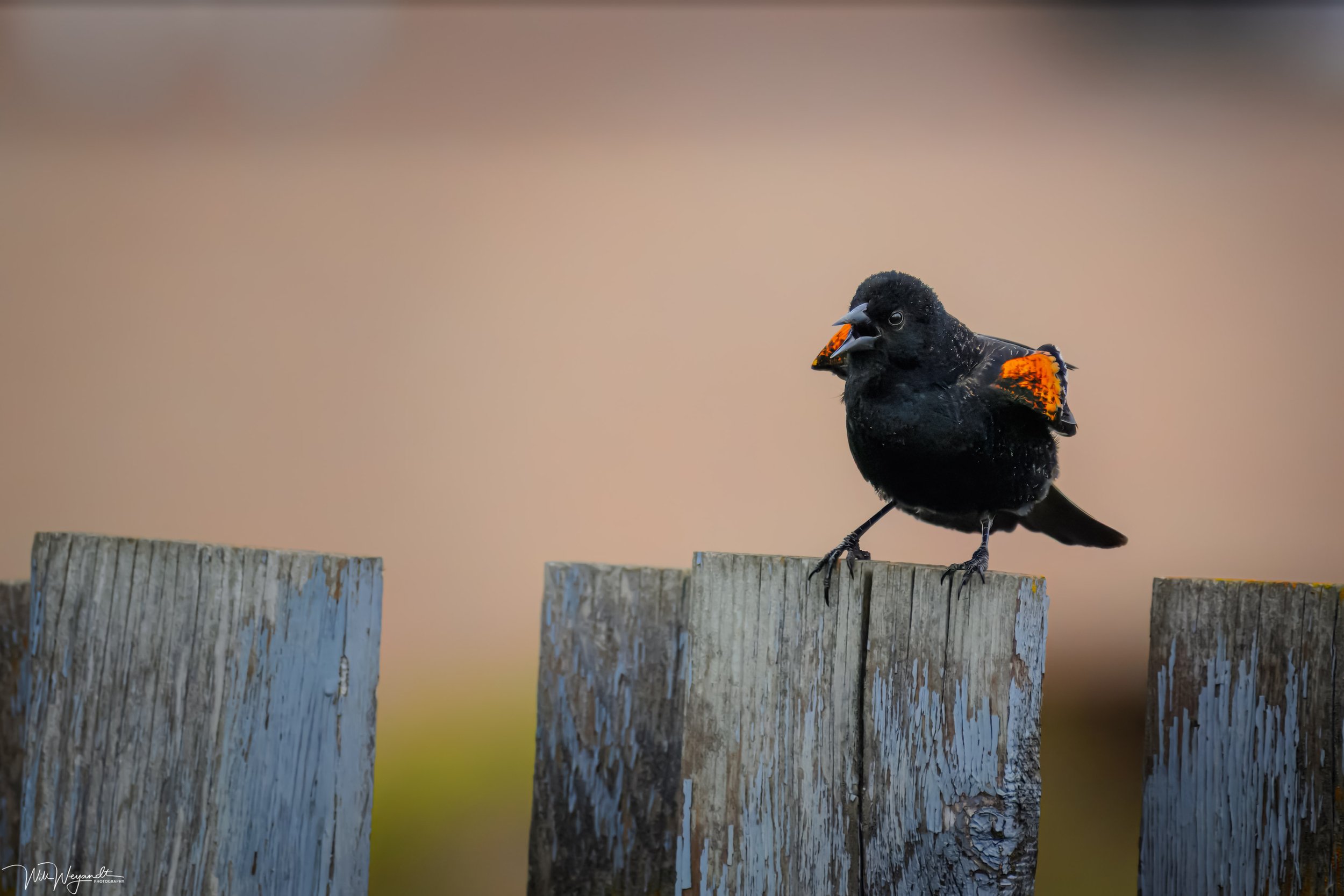 Red-winged Blackbird