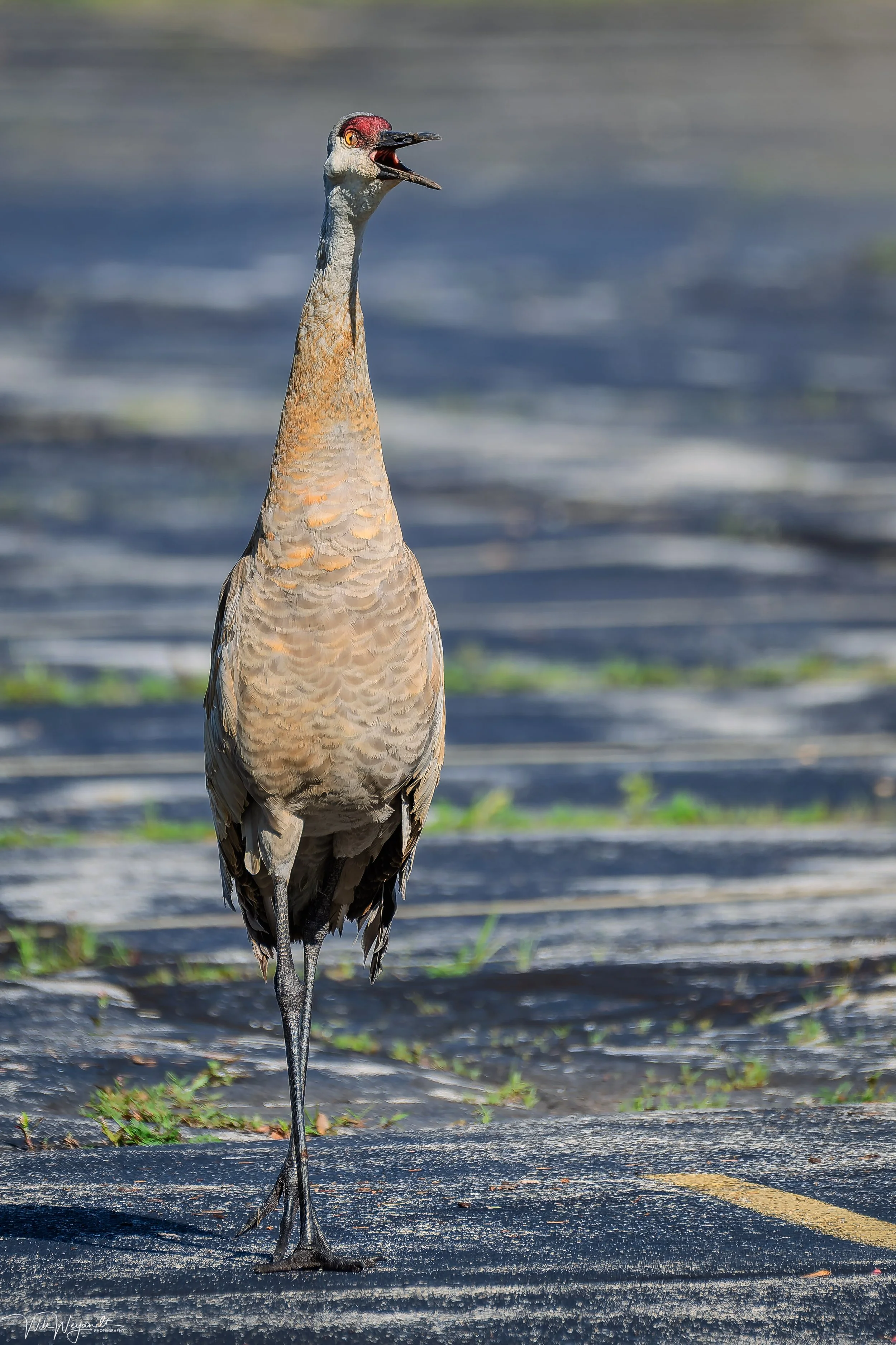 Sandhill Crane
