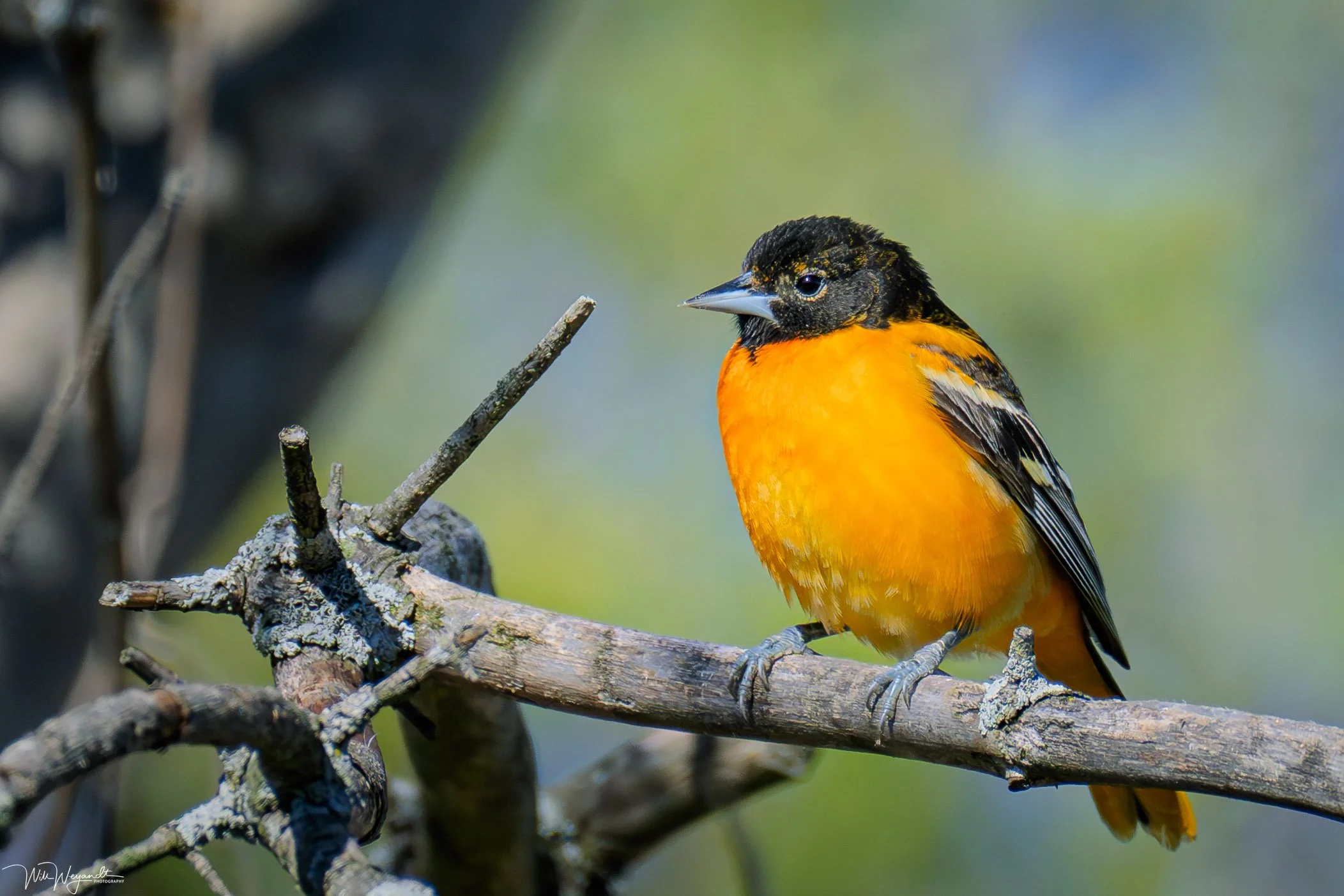 Baltimore Oriole