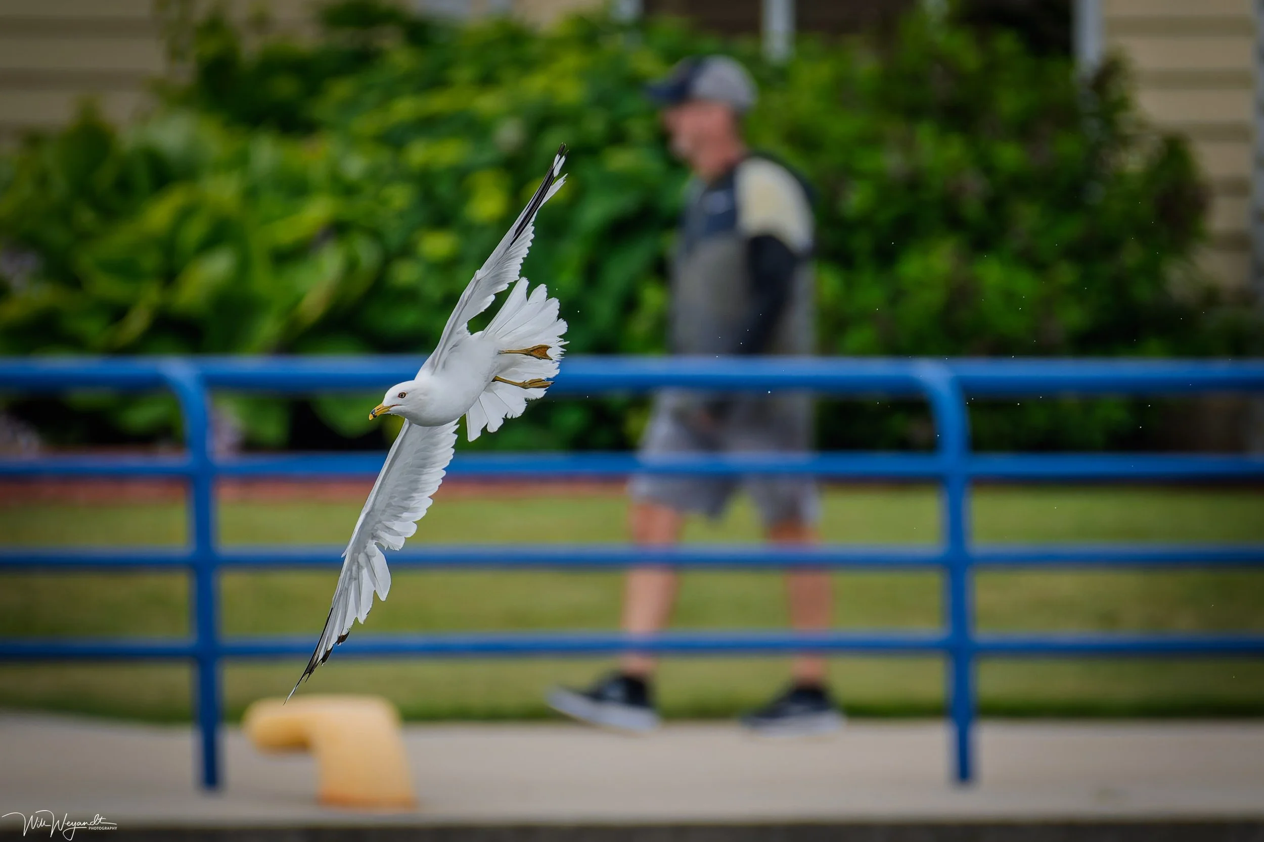 Seagull and Spray Trail