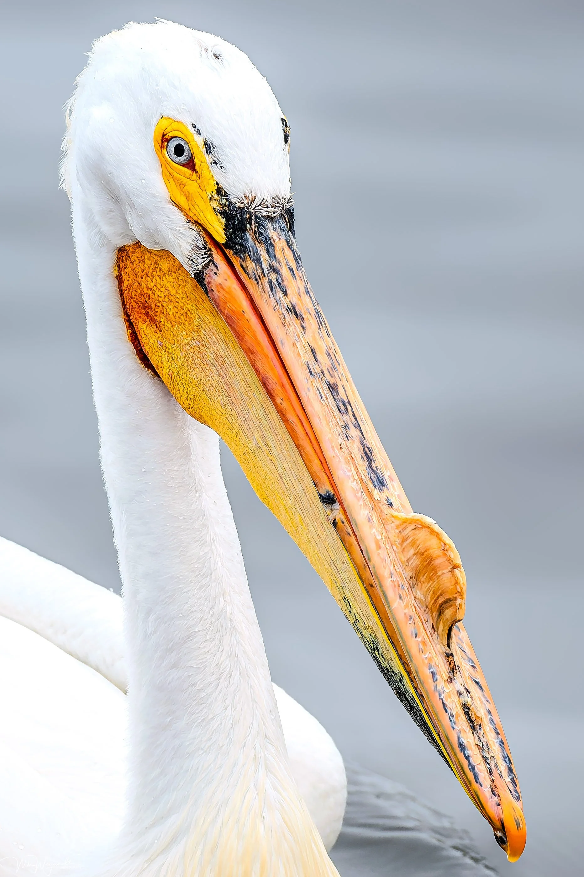 Pelican Detail
