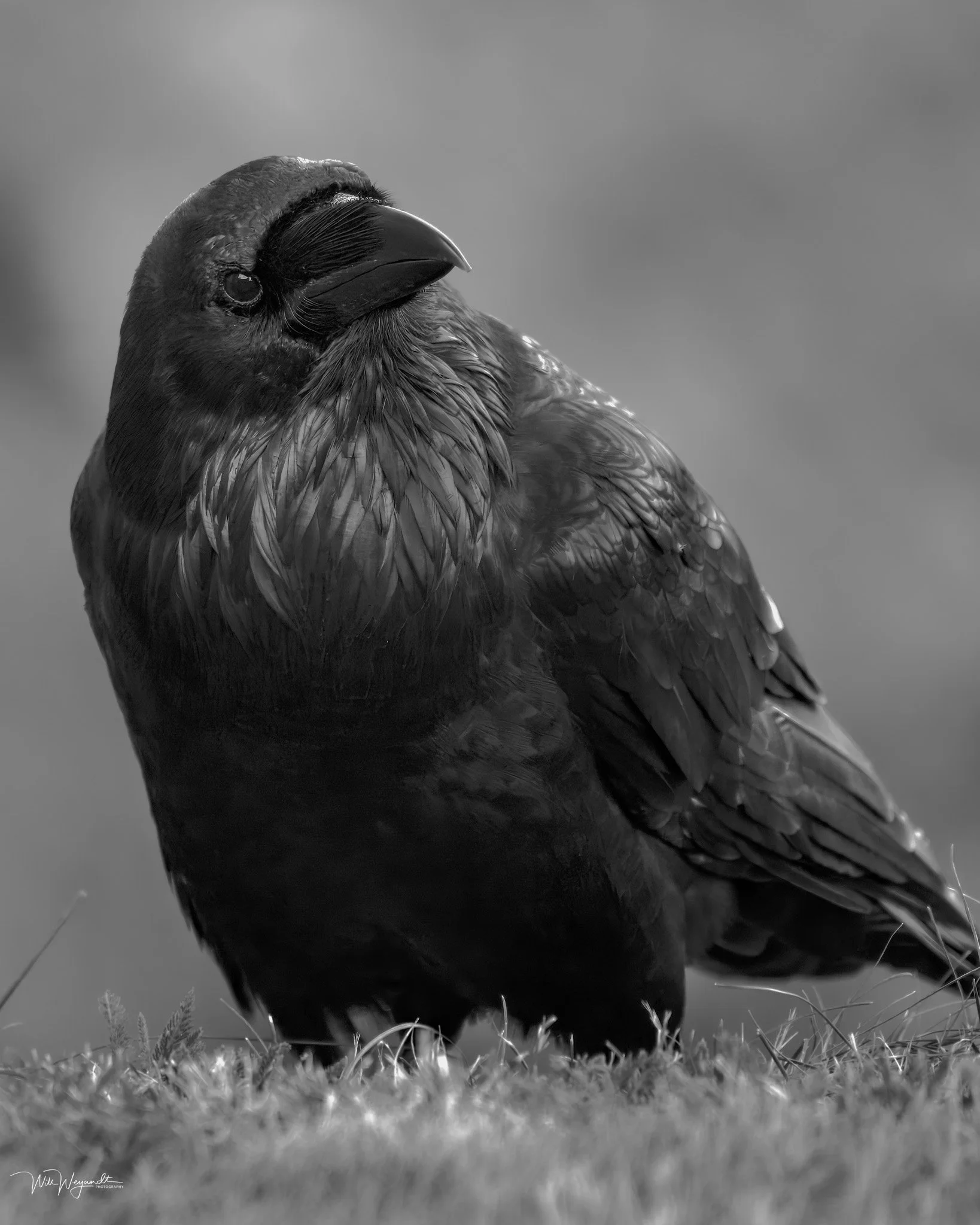 Raven, Tower of London