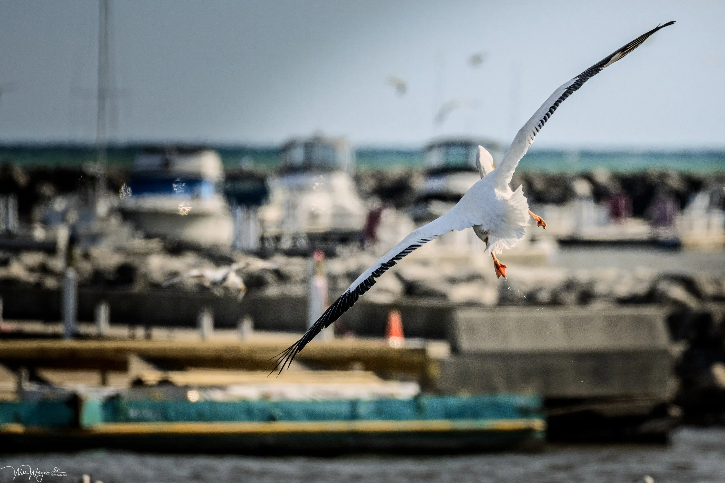 Pelican on Approach