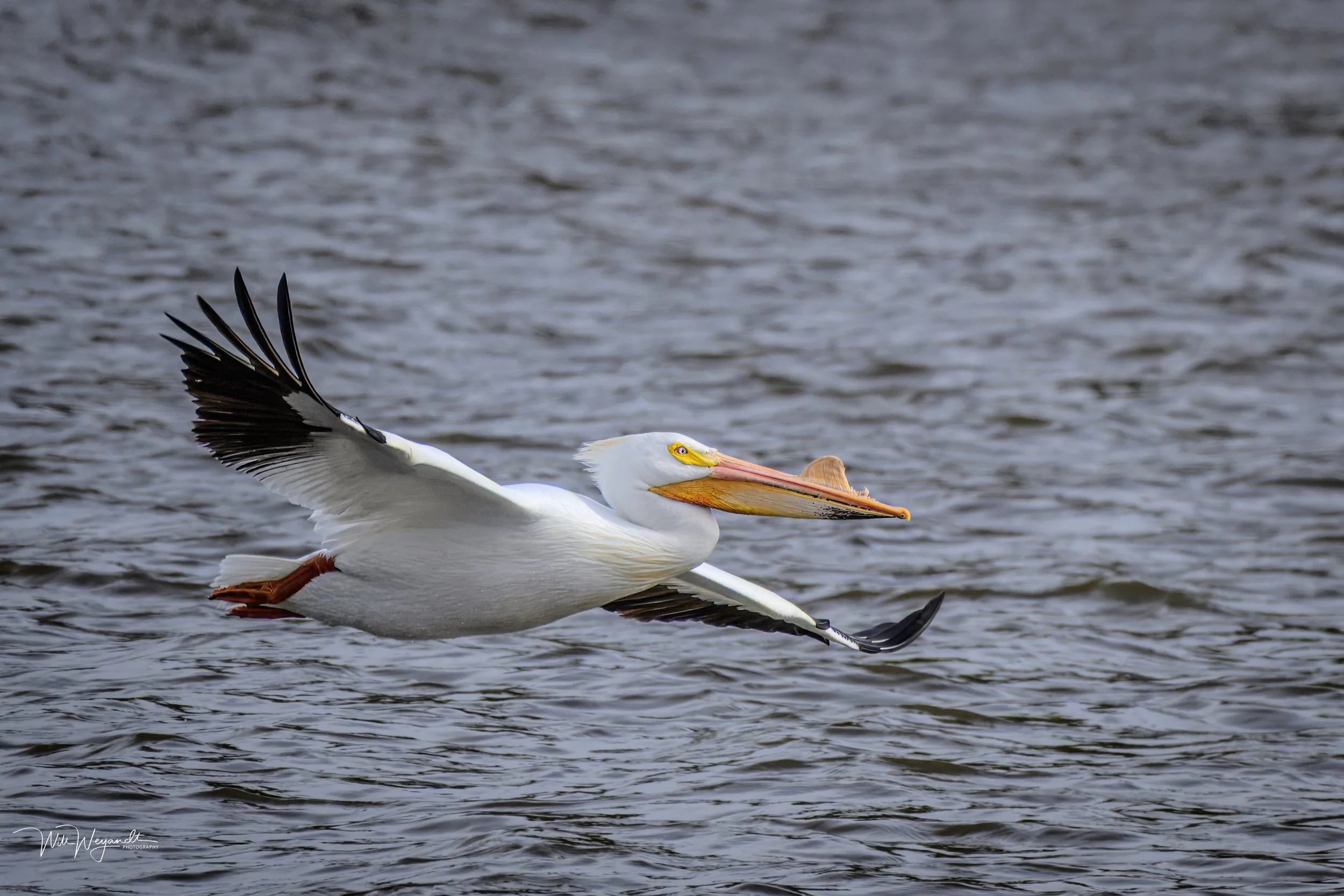 American White Pelican