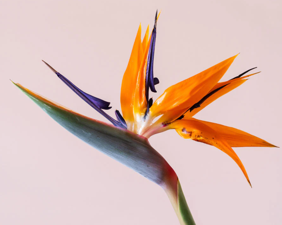 Bird of Paradise
