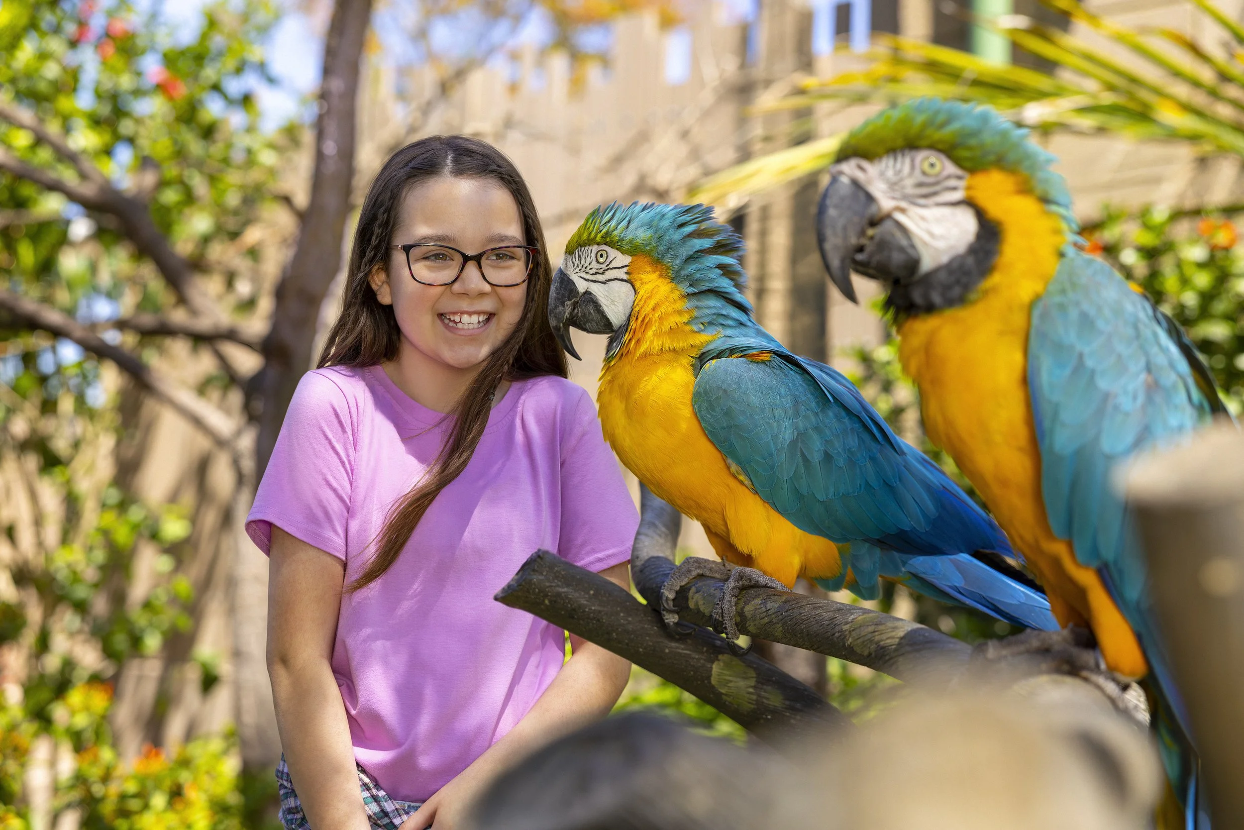 Macaw_wip3.jpg