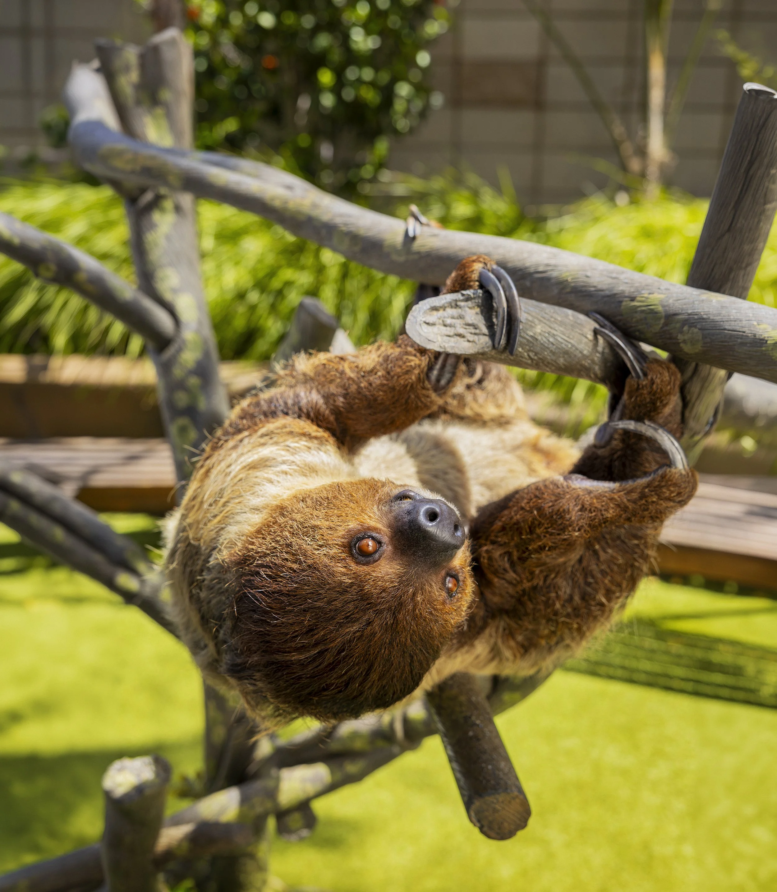 Sloth_2_wip1.jpg