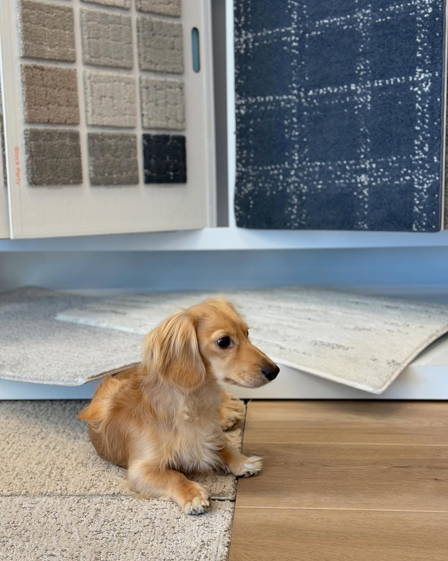 Fur-friendly and fabulous! 🐾 Our Pet Perfect carpet is designed for comfort, durability and all the cuddles. 🐶❤️ #petperfect #petfriendlyhome #shawcarpet #tuftexcarpets #daschund