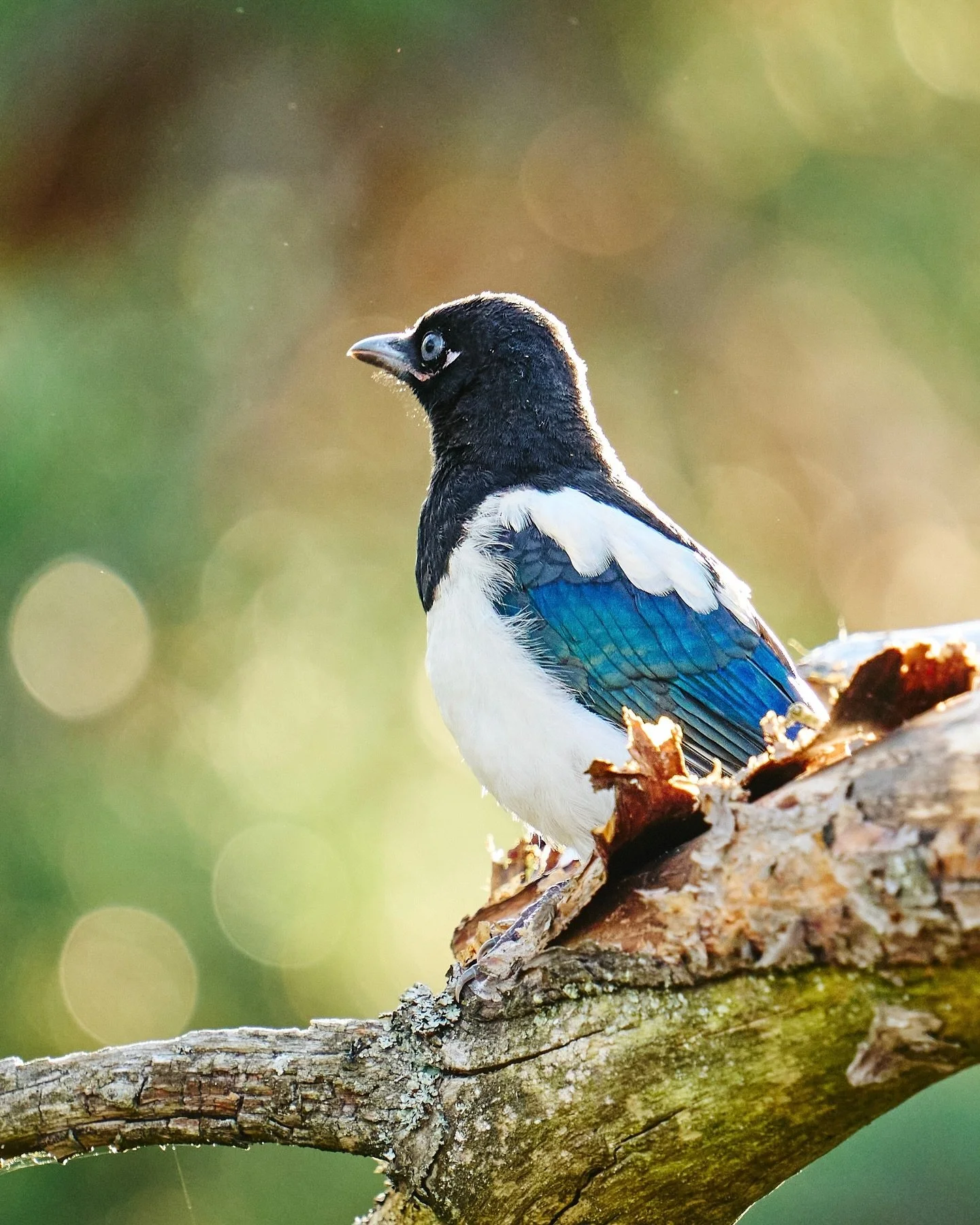📷 Panasonic Lumix S5 with SIGMA 150-600mm F5-6.3 DG DN OS | Sports

#lumixs5 #lumix  #shotonlumix #panasoniclumix #panasonics5 #sigma #sigmanordic #sigma150600 #captureone #photography #wildlife #bird #wildlifephotography #birdphotography