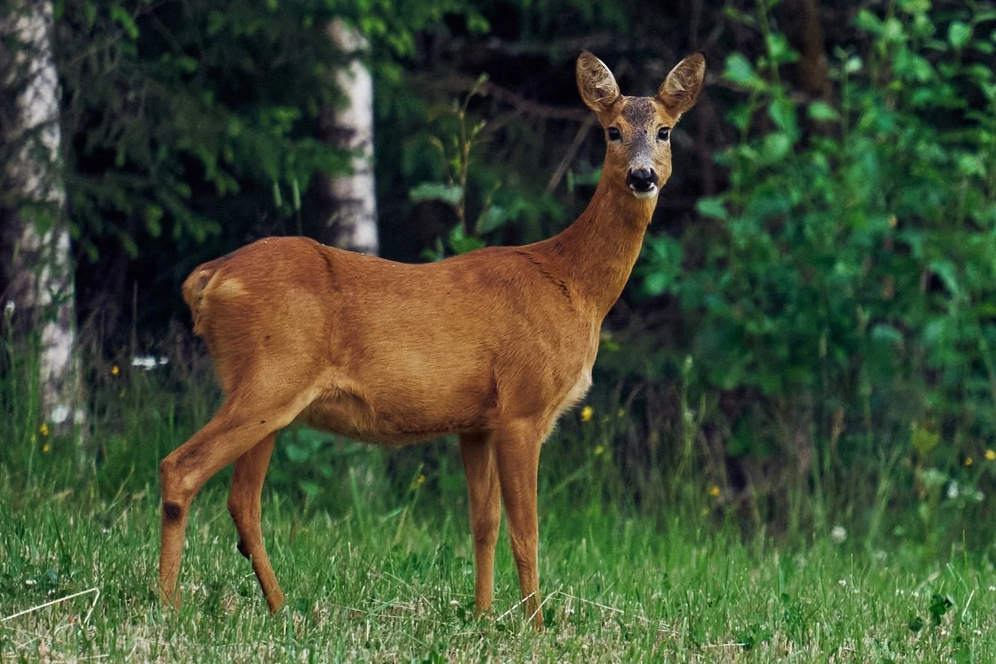 📷 Panasonic Lumix S5 with SIGMA 150-600mm F5-6.3 DG DN OS | Sports

#lumixs5 #lumix  #shotonlumix #panasoniclumix #panasonics5 #sigma #sigmanordic #sigma150600 #sigmalens #captureone #photography #wildlife #wildlifephotography #deer #nature
