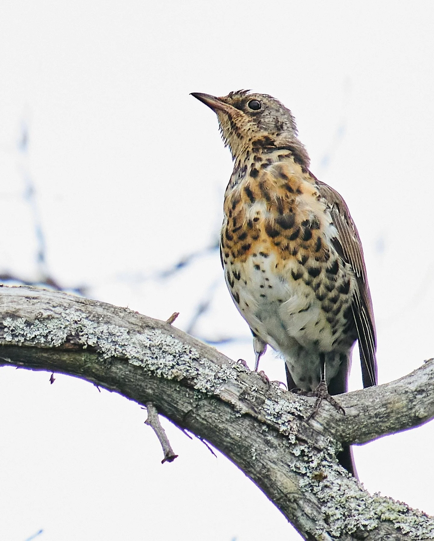 📷 Panasonic Lumix S5 with  SIGMA 150-600mm F5-6.3 DG DN OS | Sports

#lumixs5 #lumix  #shotonlumix #panasoniclumix #panasonics5 #sigma #sigmanordic #sigma150600 #captureone #photography #bird