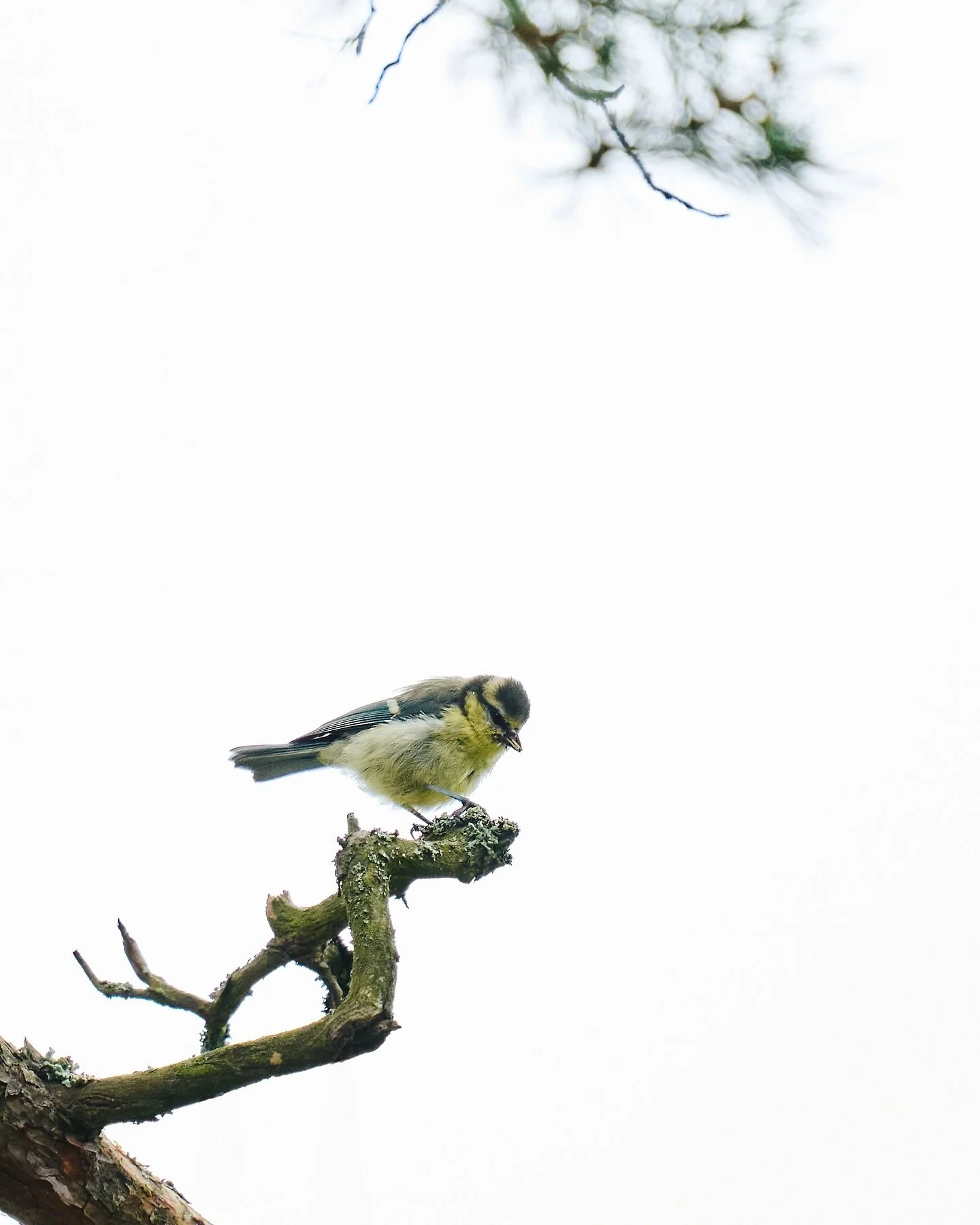 📷 Panasonic Lumix S5 with  SIGMA 150-600mm F5-6.3 DG DN OS | Sports

#lumixs5 #lumix  #shotonlumix #panasoniclumix #panasonics5 #sigma #sigmanordic #sigma150600 #captureone #photography