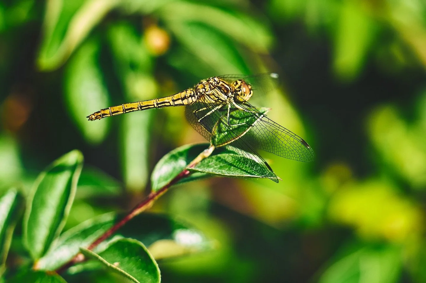 Dragonfly&hellip;

📷 Panasonic Lumix S5 with  SIGMA 150-600mm F5-6.3 DG DN OS | Sports

#lumixs5 #lumix  #shotonlumix #panasoniclumix #panasonics5 #sigma #sigmanordic #sigma150600 #captureone #photography