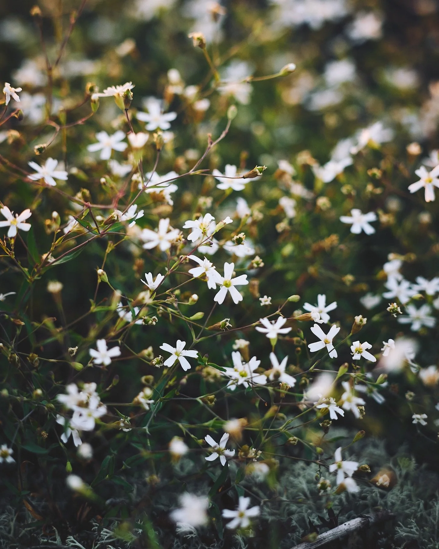 📷 Panasonic Lumix S5 with  SIGMA 150-600mm F5-6.3 DG DN OS | Sports

#lumixs5 #lumix  #shotonlumix #panasoniclumix #panasonics5 #sigma #sigmanordic #sigma150600 #captureone #photography